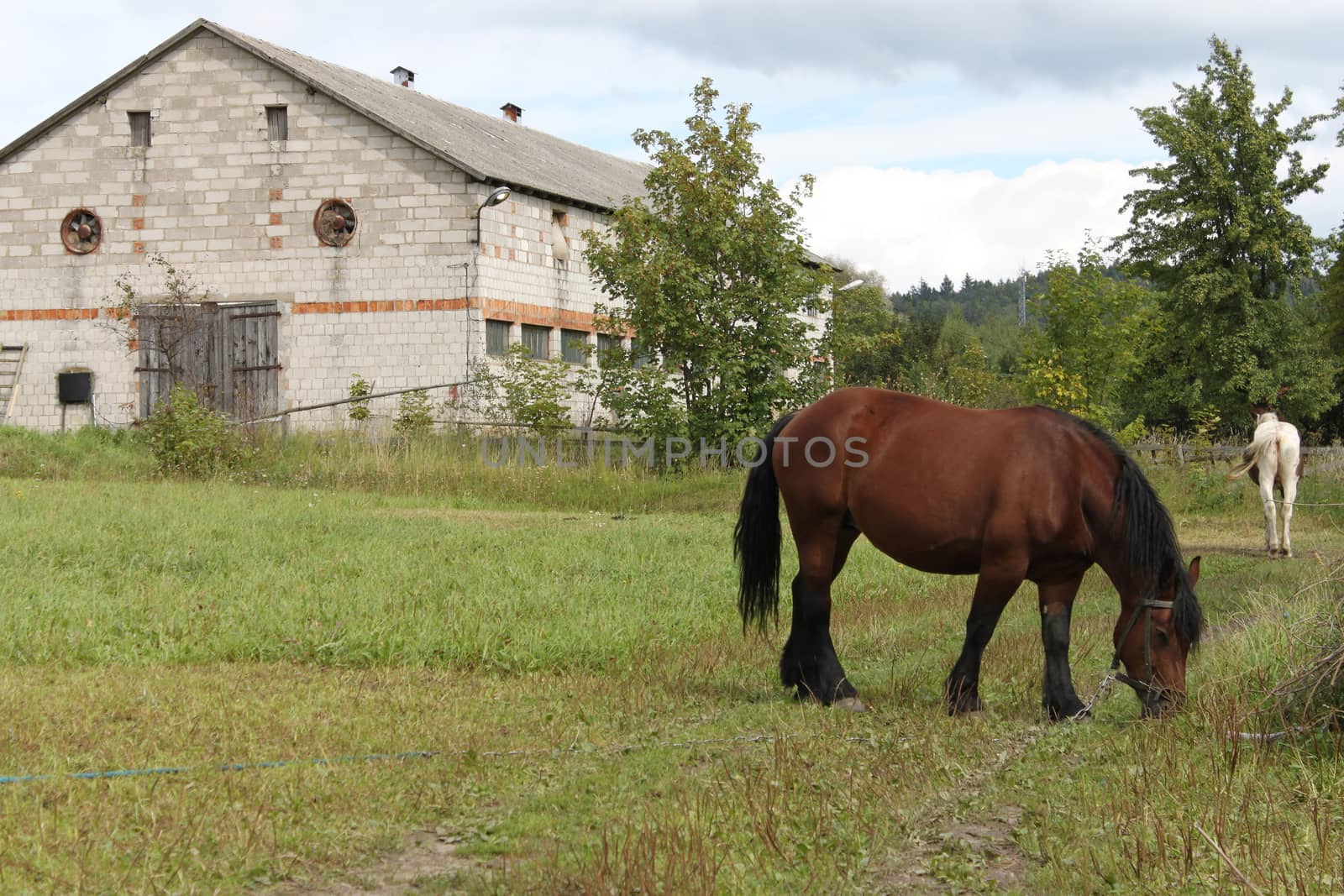 Horse near stables