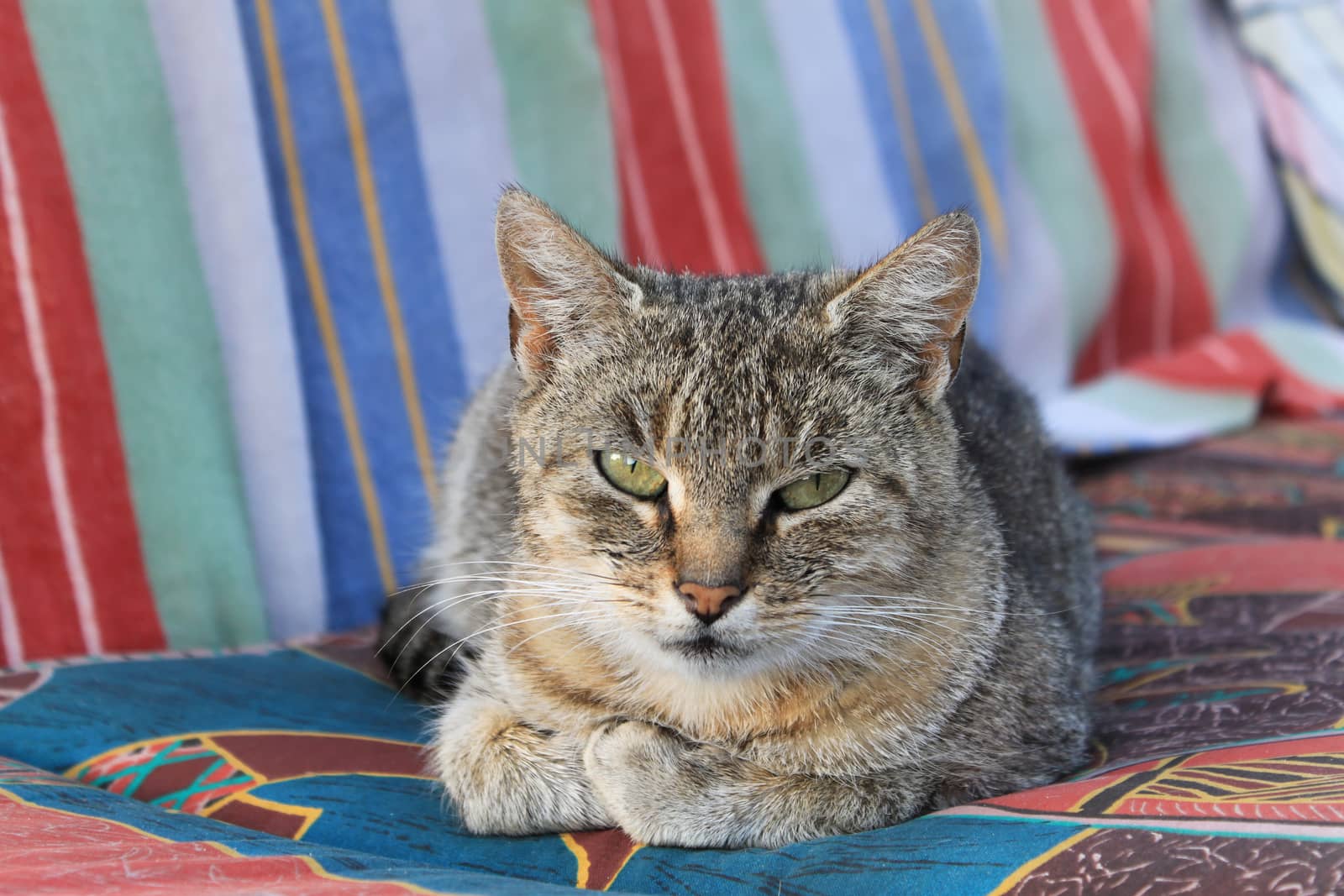 Cat on the chair by Kasia_Lawrynowicz