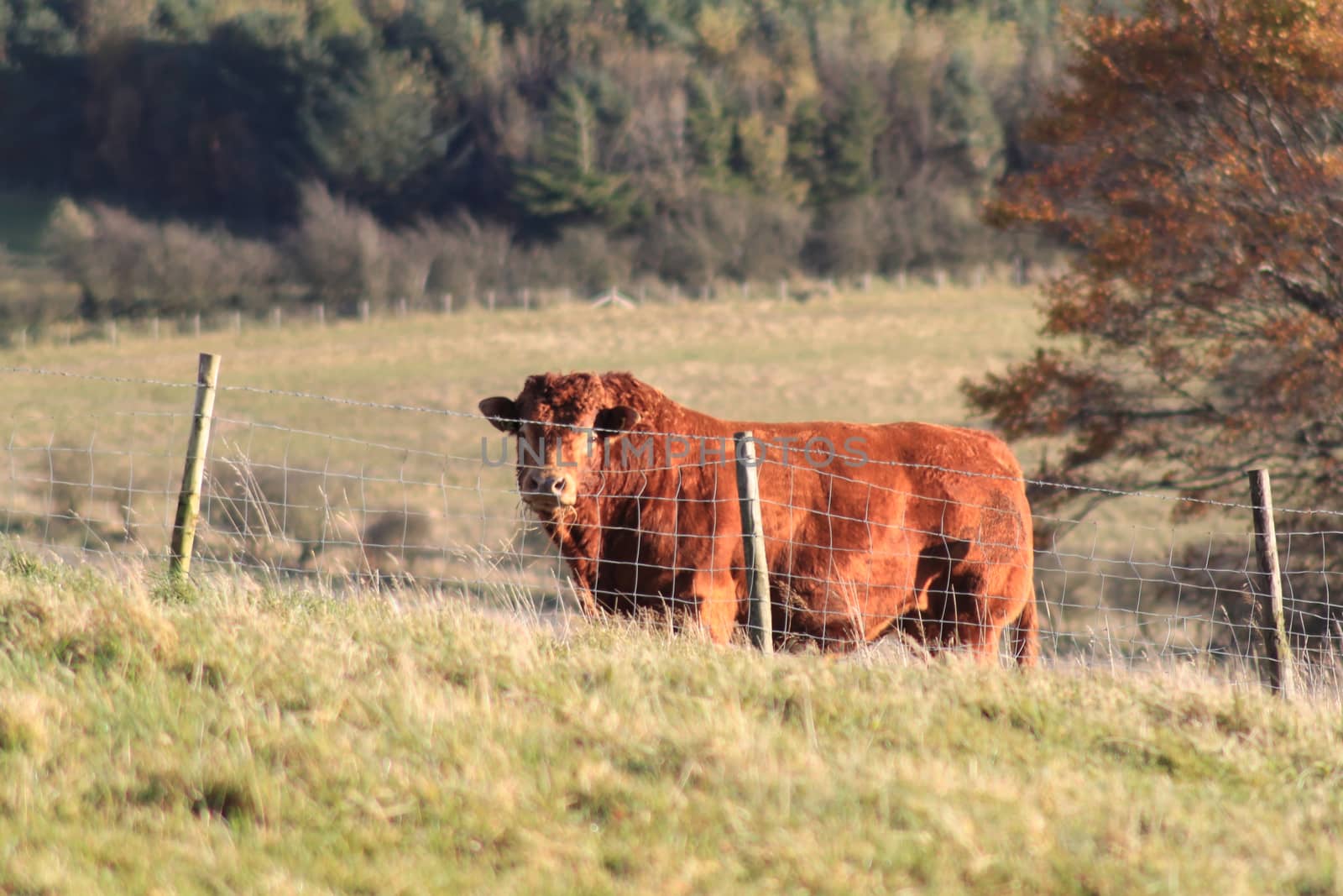 Bull behind the fence