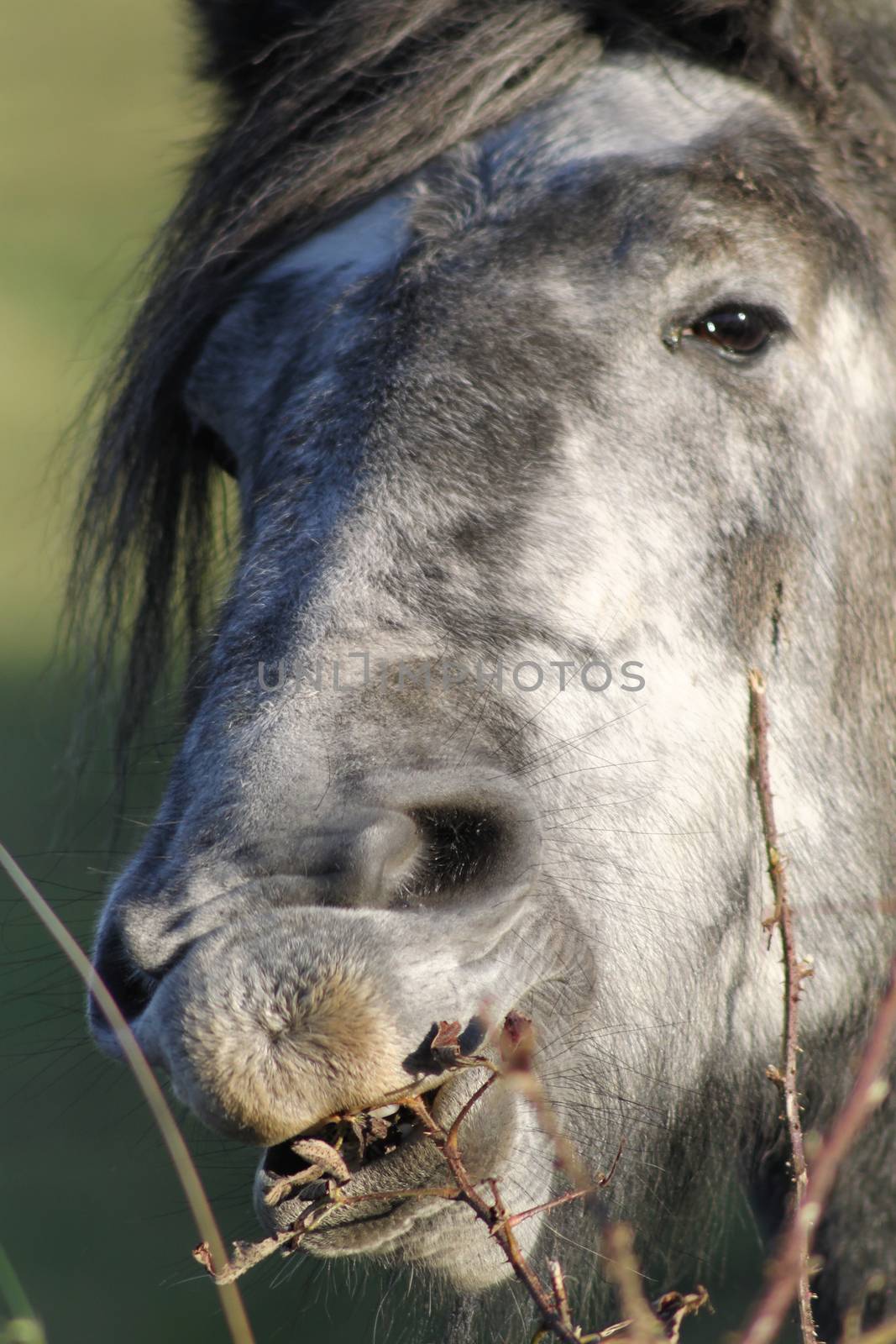 Horse on the pasture. Closeup. by Kasia_Lawrynowicz