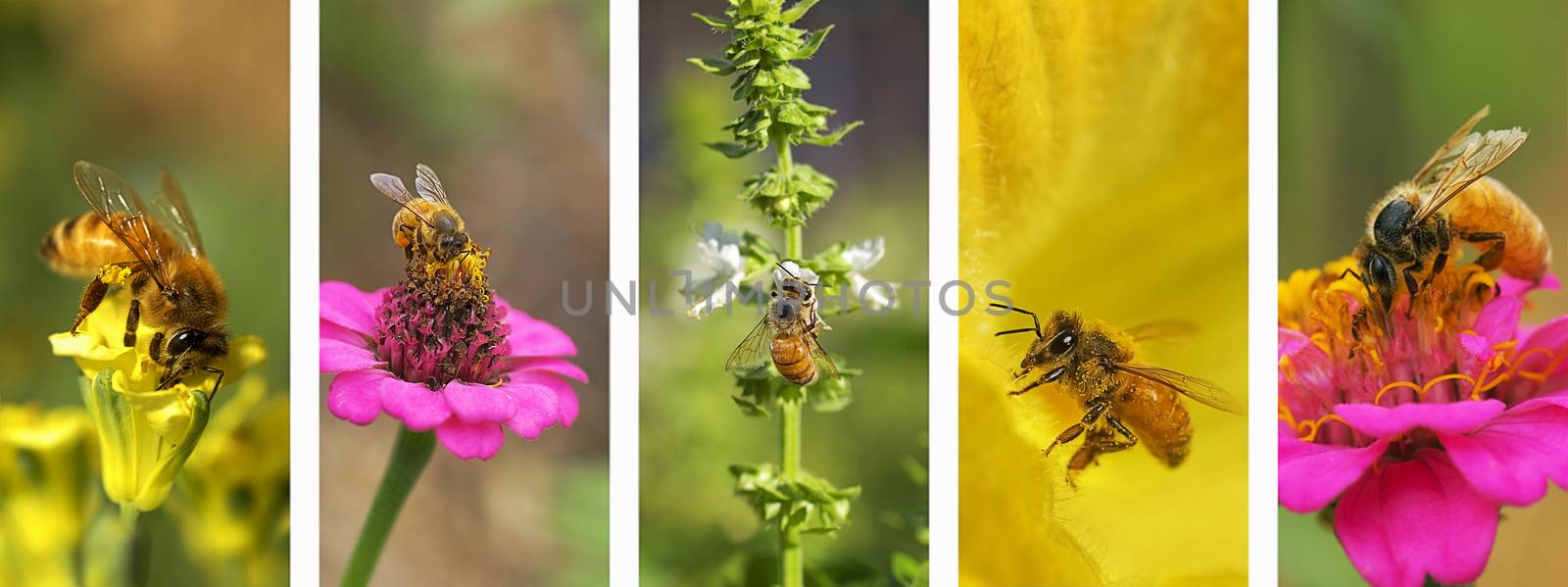 Panoramic nature montage with set of bee photo elements in white frame