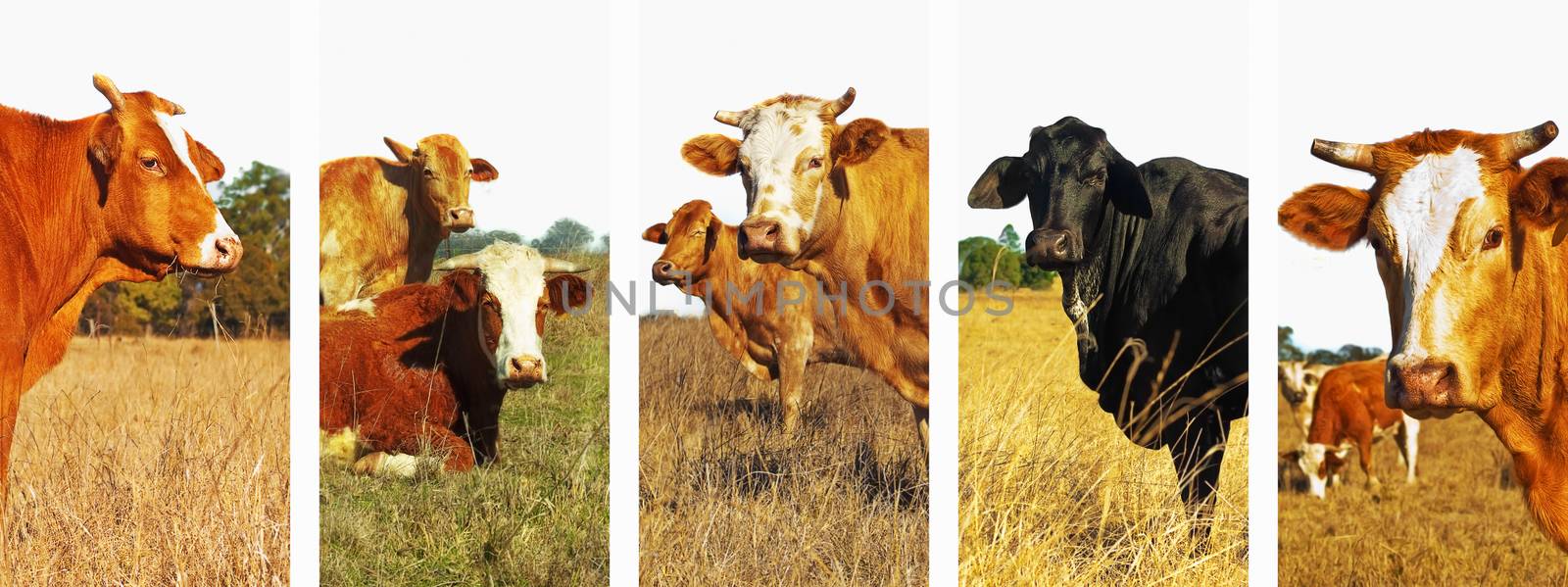 Set of beef cattle images in panoramic banner form for cows background