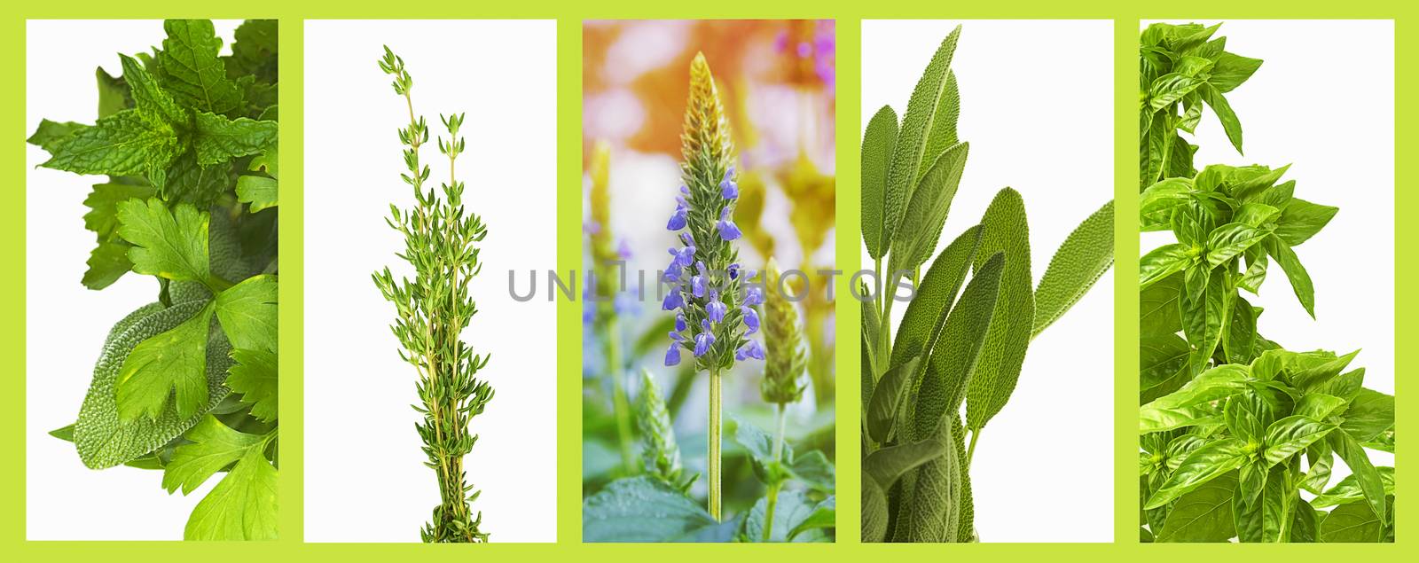 Panoramic herb banner background   by sherj