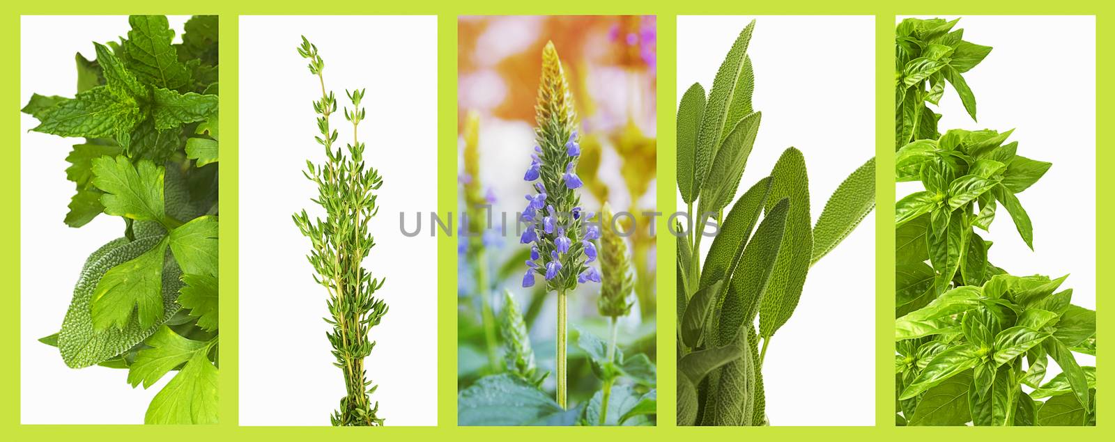 Set of organic healthy herbs basil, sage, chia, thyme,  parsley and mint as a panoramic banner