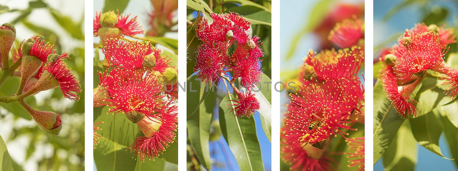 Australian Panoramic nature banner with set of red eucalyptus flower photo elements in white frame