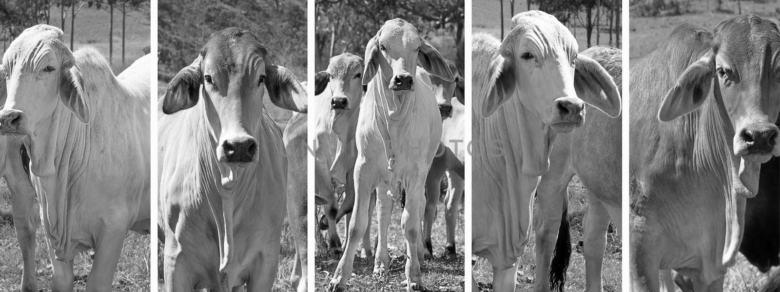 Black and white panoramic cow banner set with brahman cattle in rural Australia