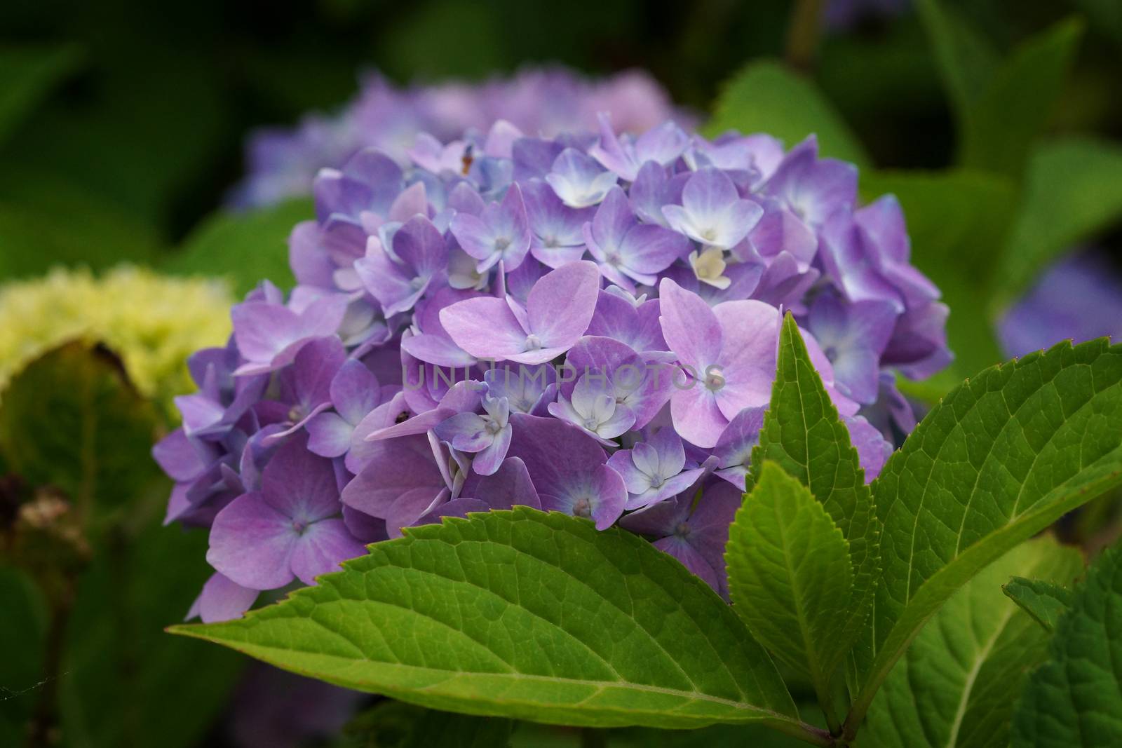 Penny mac, Hydrangea macrophylla