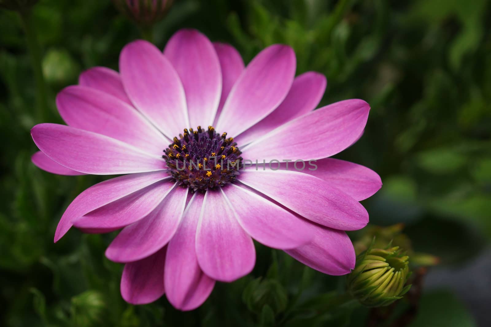 Cape daisy, Osteospermum