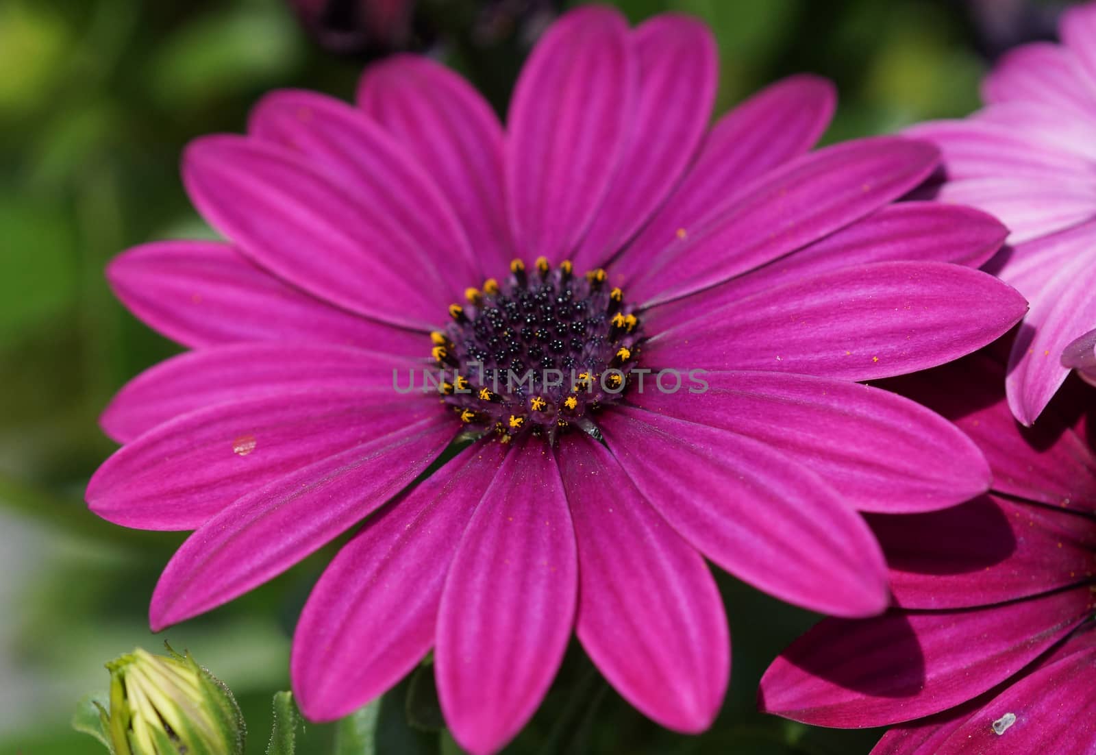 Cape daisy, Osteospermum