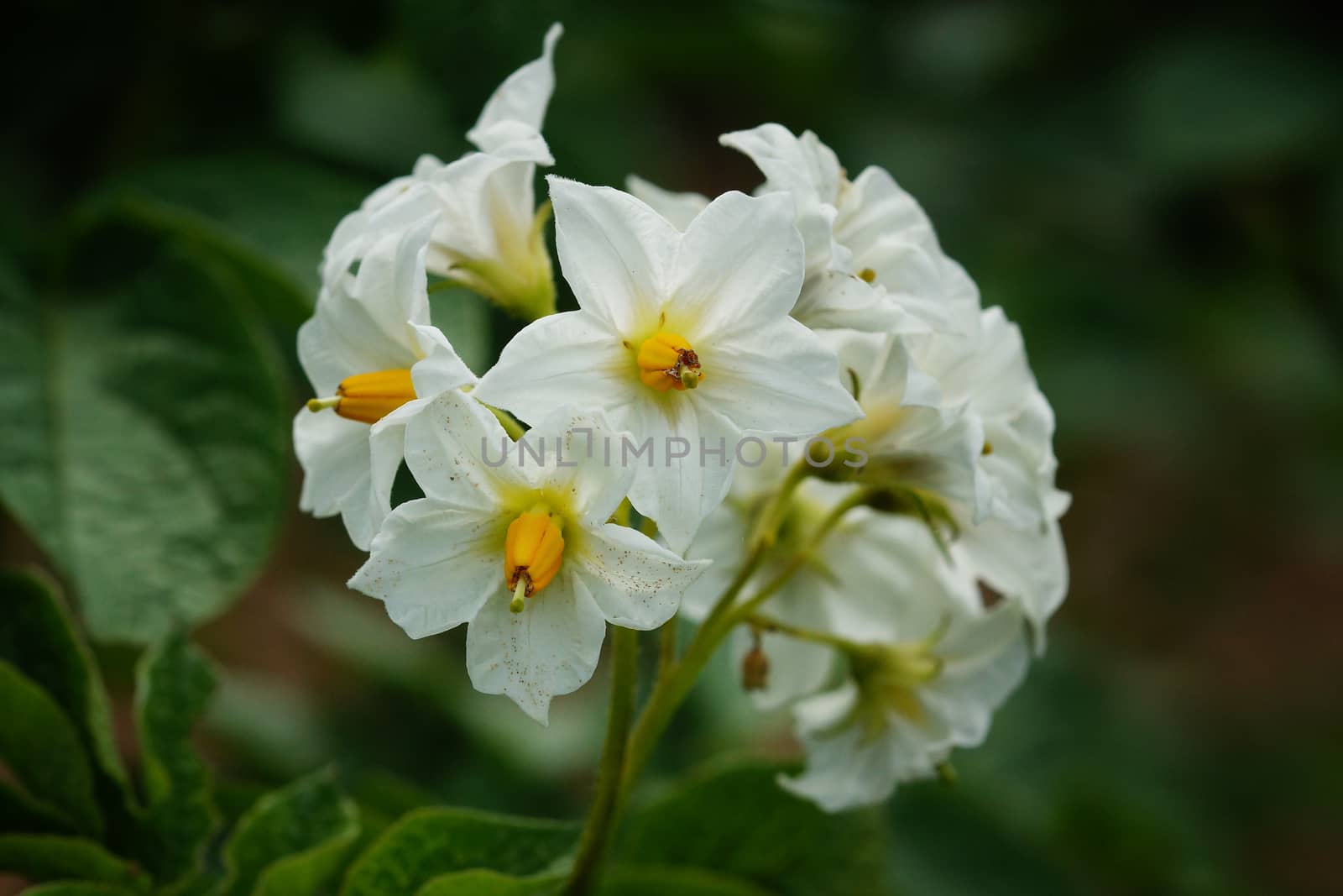 Blossom of potato plant, Solanum tuberosum