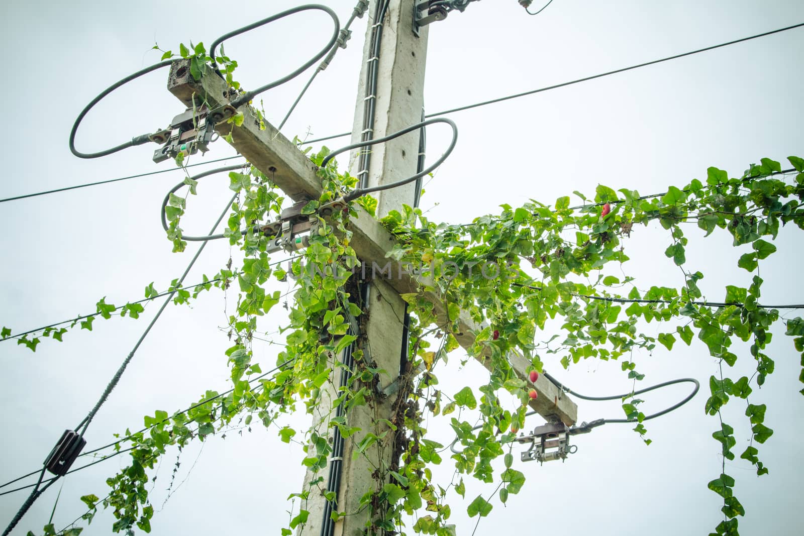Vines on electric poles and power lines.