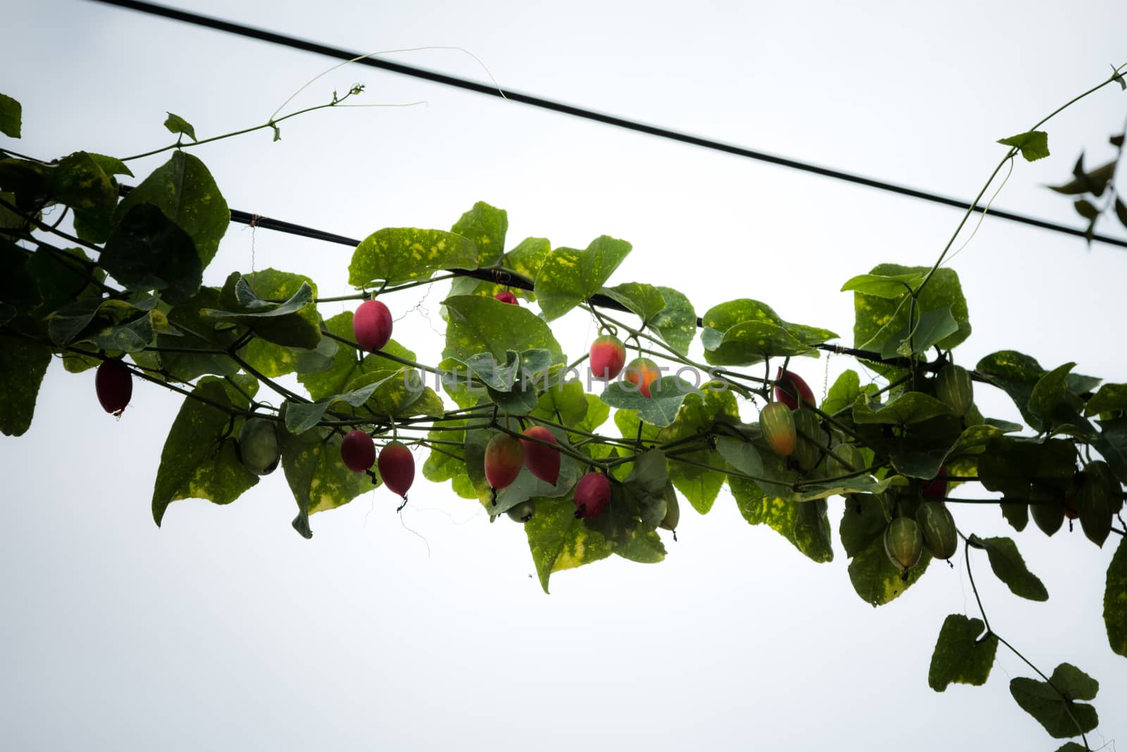 Vines on electric poles and power lines.