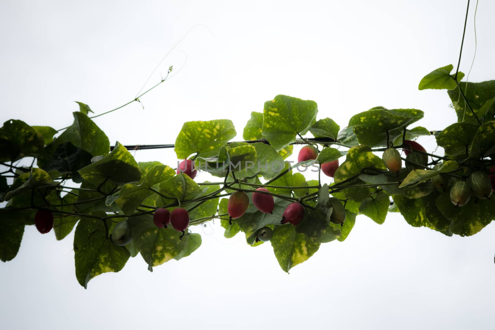 Vines on electric poles and power lines.