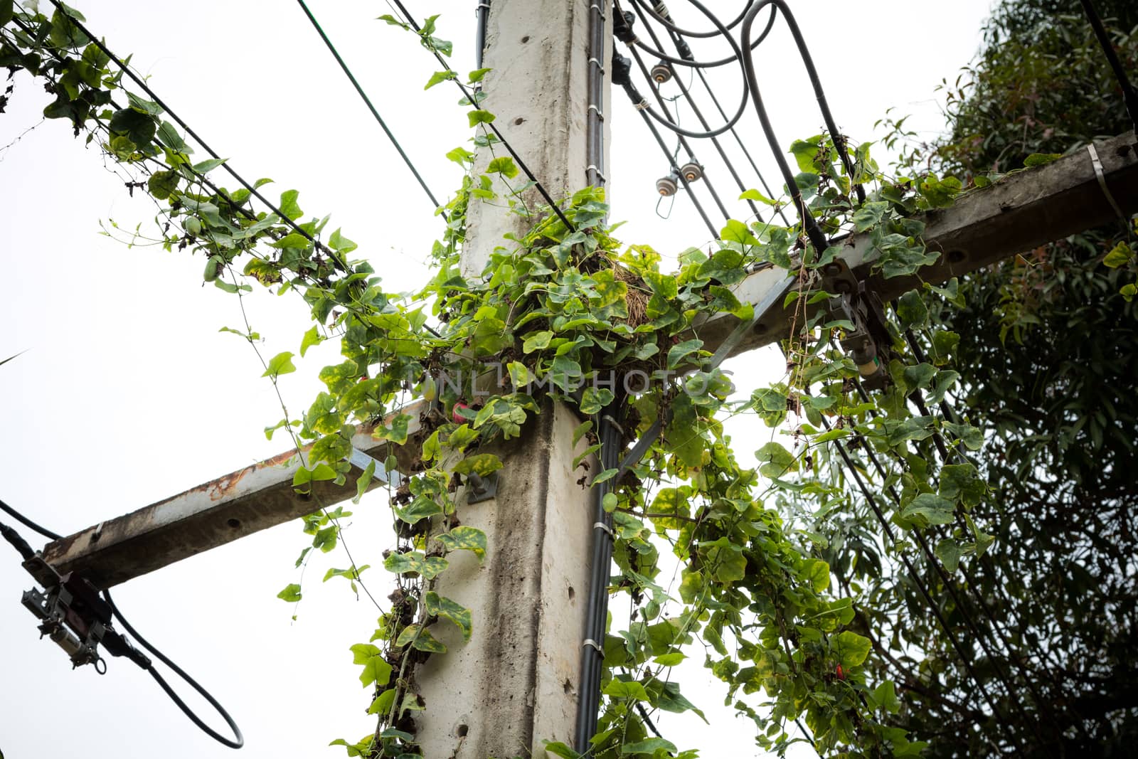 Vines on electric poles and power lines.