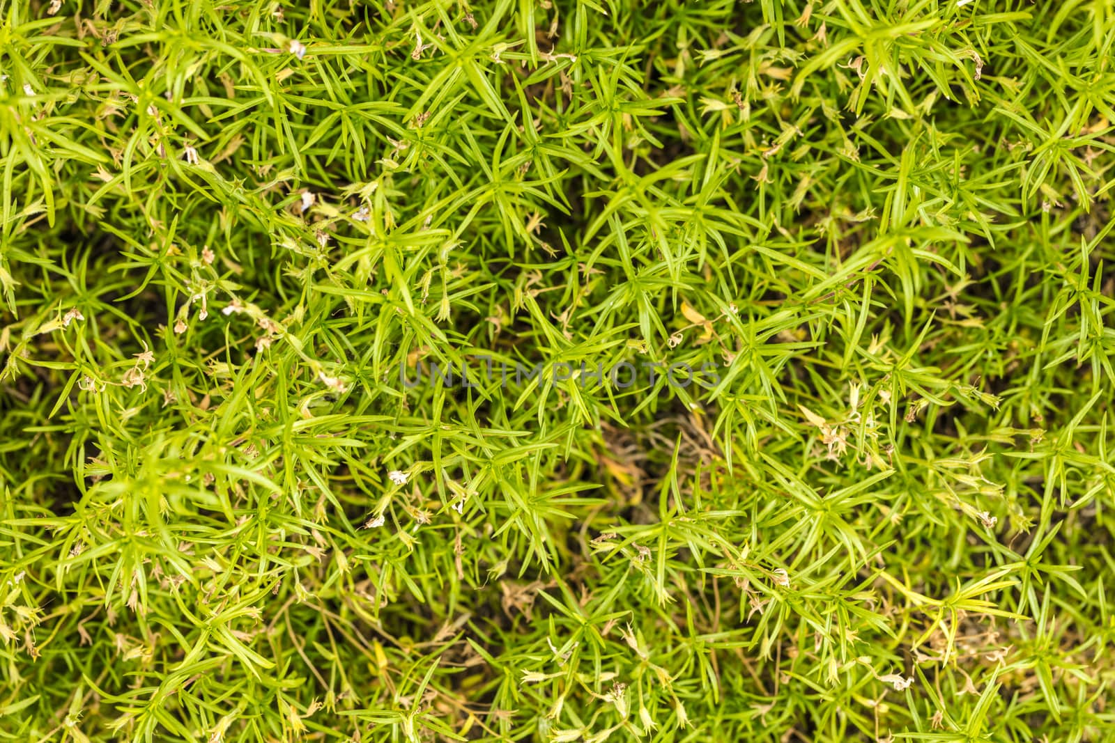 Natural abstract background leaves ground-cover green plant close-up