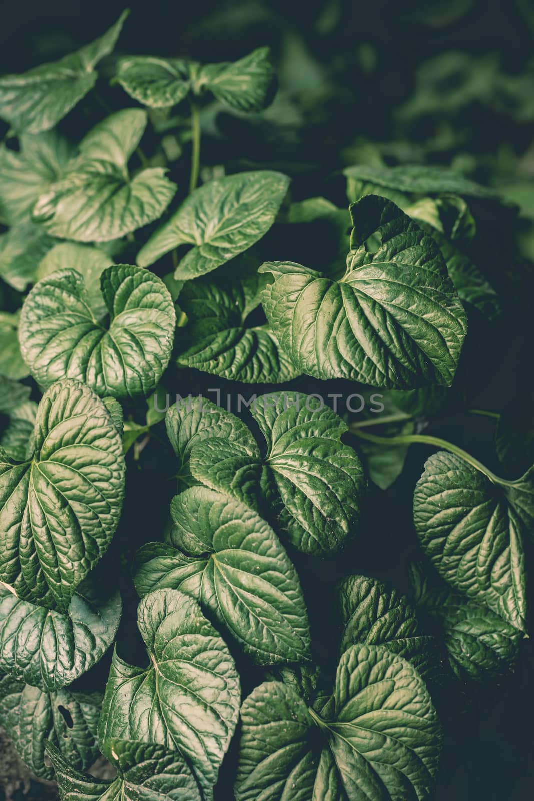 Natural abstract background leaves ground-cover green plant close-up