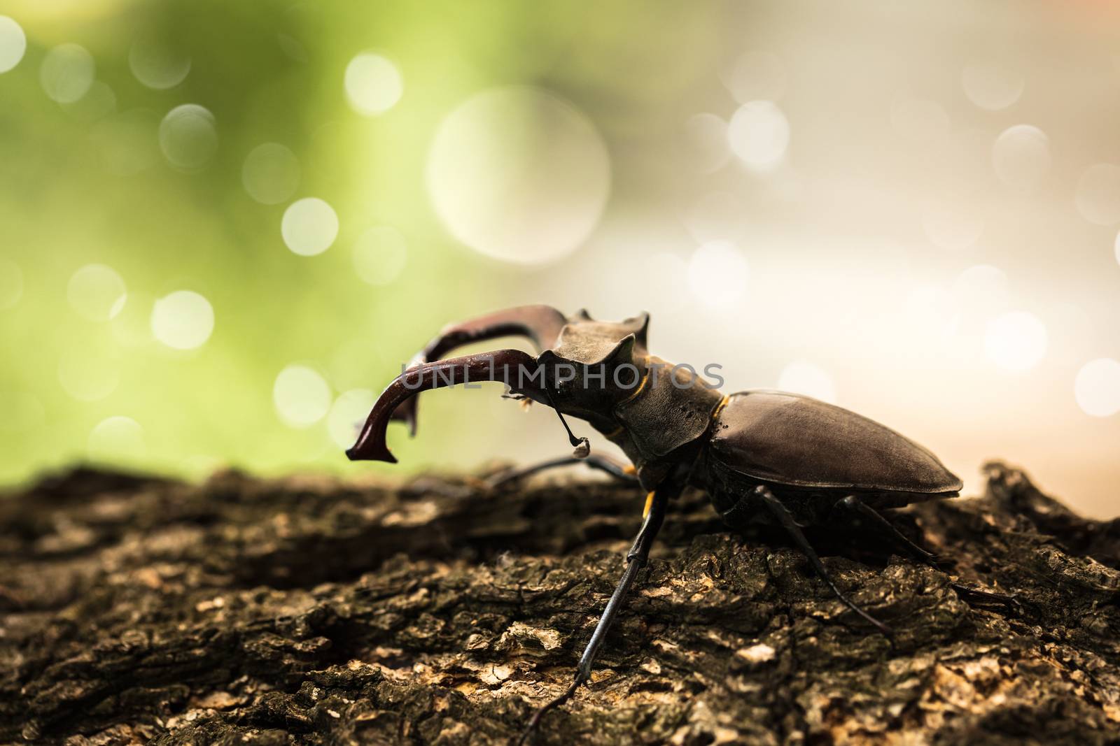 Big black beetle with horns on the trunk of a tree