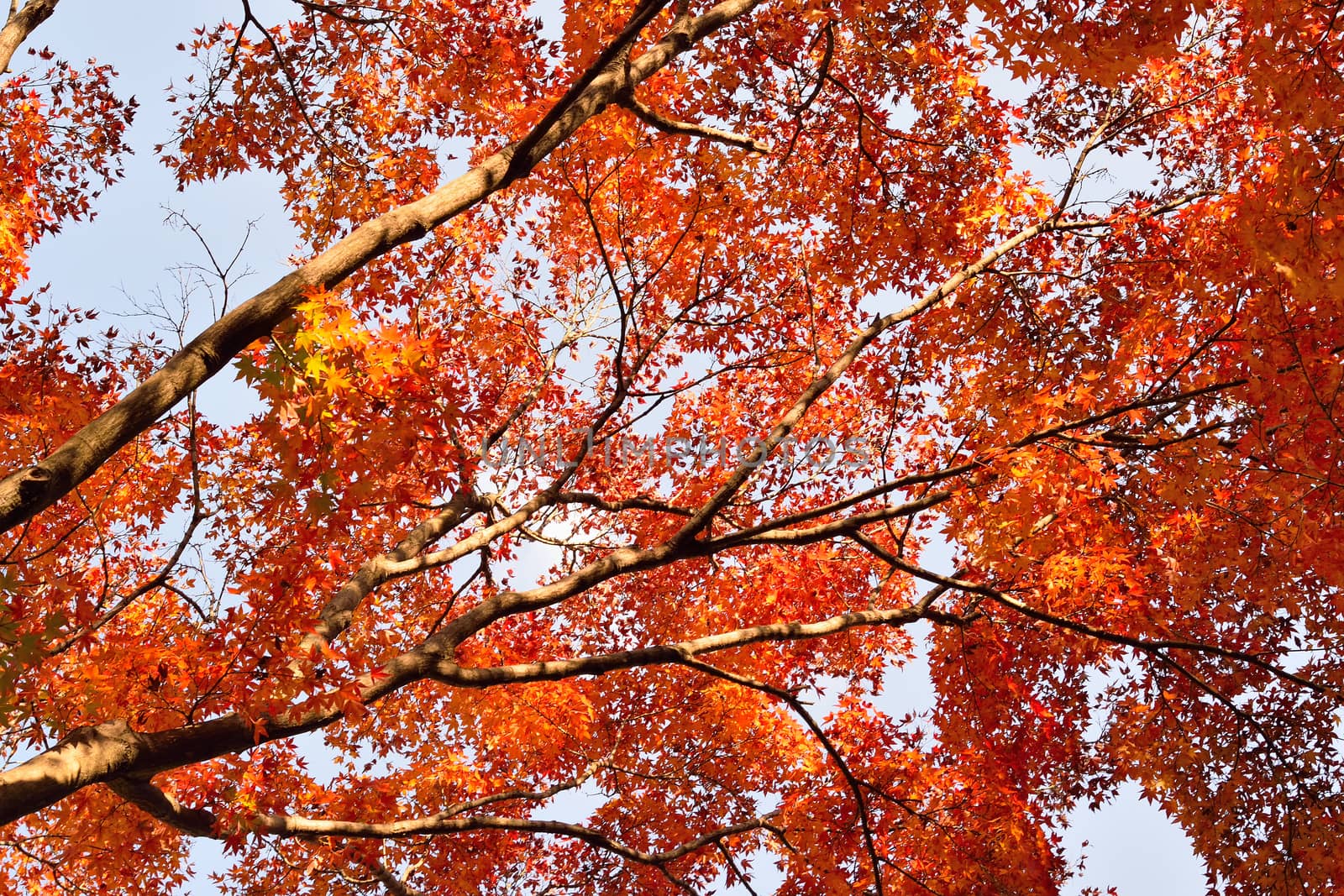 Vibrant Japanese Autumn Maple leaves Landscape with blurred background by shubhashish