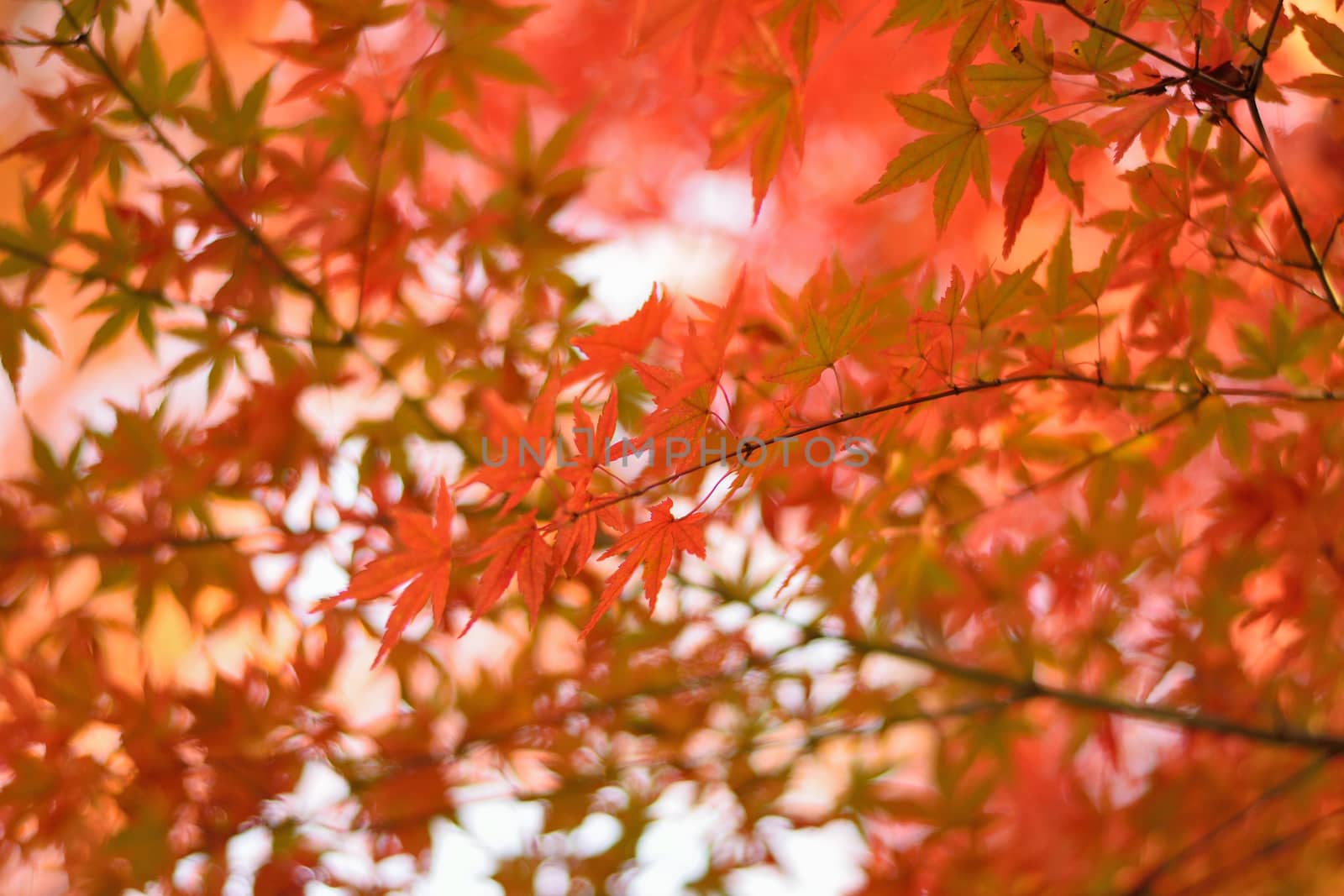 Vibrant Japanese Autumn Maple leaves Landscape with blurred background by shubhashish