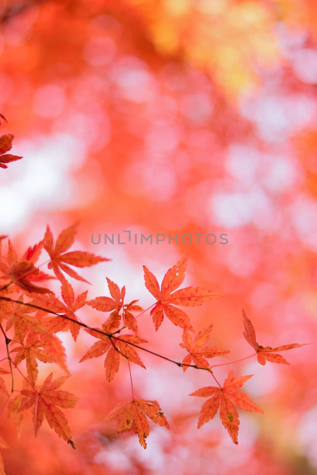 Macro details of Vibrant Japanese Autumn Maple leaves in vertical frame