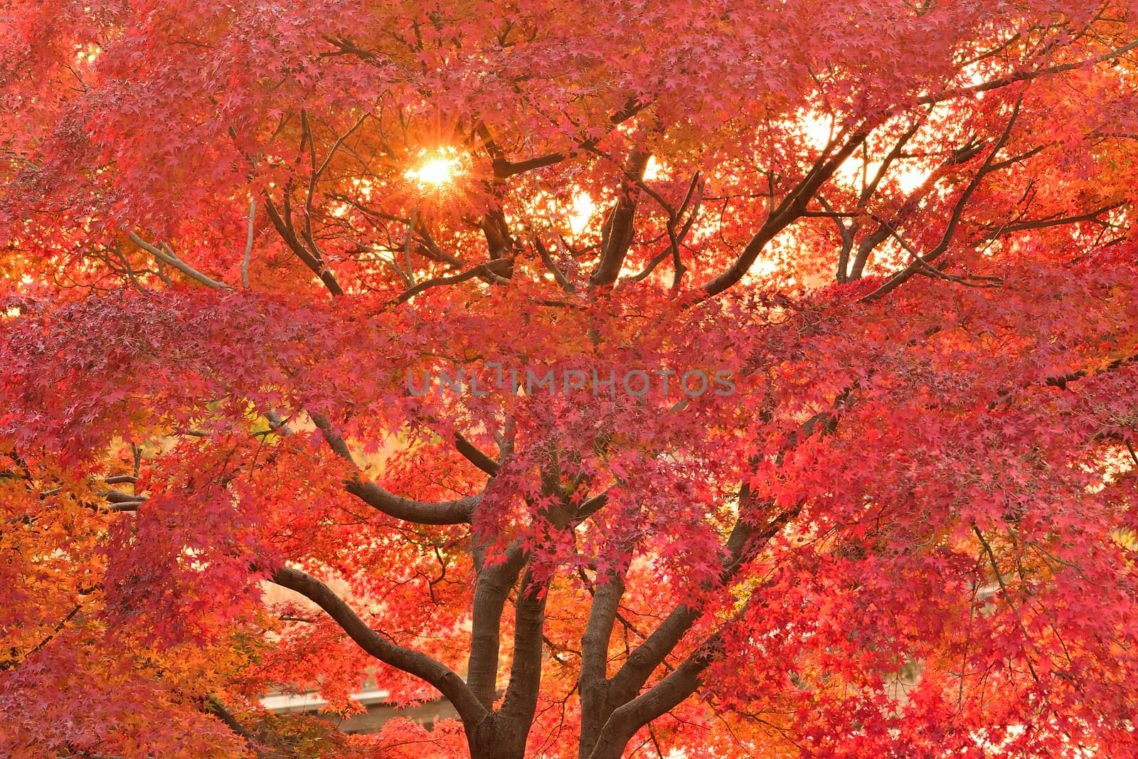 Landscape of Japanese Autumn Maple leaves with sunshine in horizontal frame
