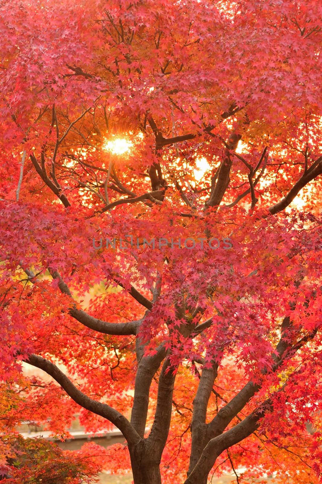 Landscape of Japanese Autumn Maple leaves with sunshine in vertical frame