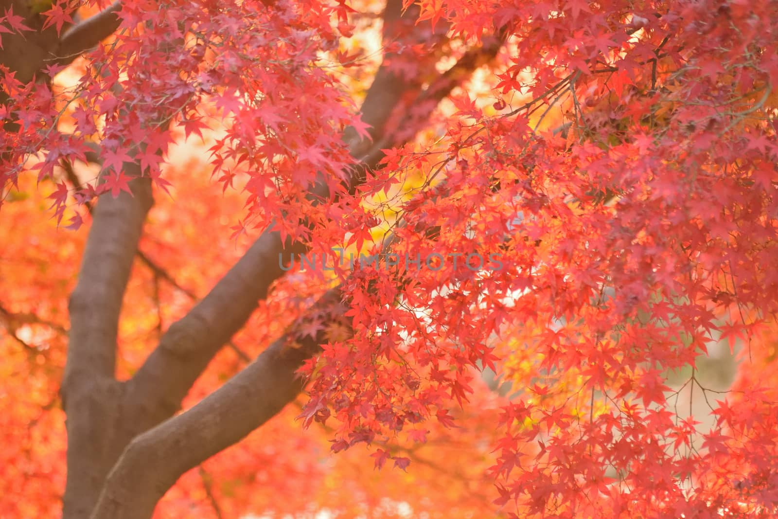Vibrant Japanese Autumn Maple leaves Landscape by shubhashish