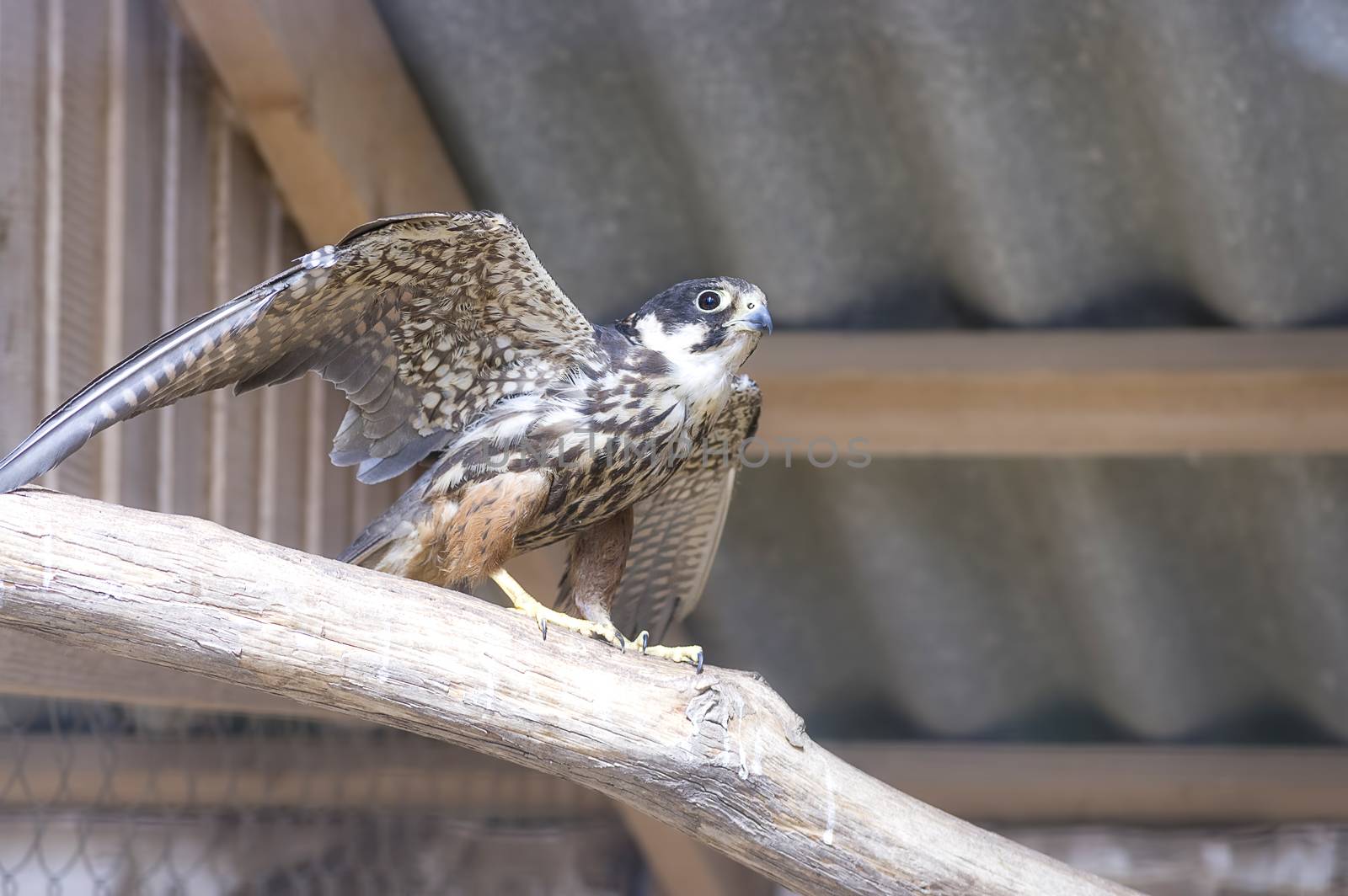 Common kestrel close-up by vizland