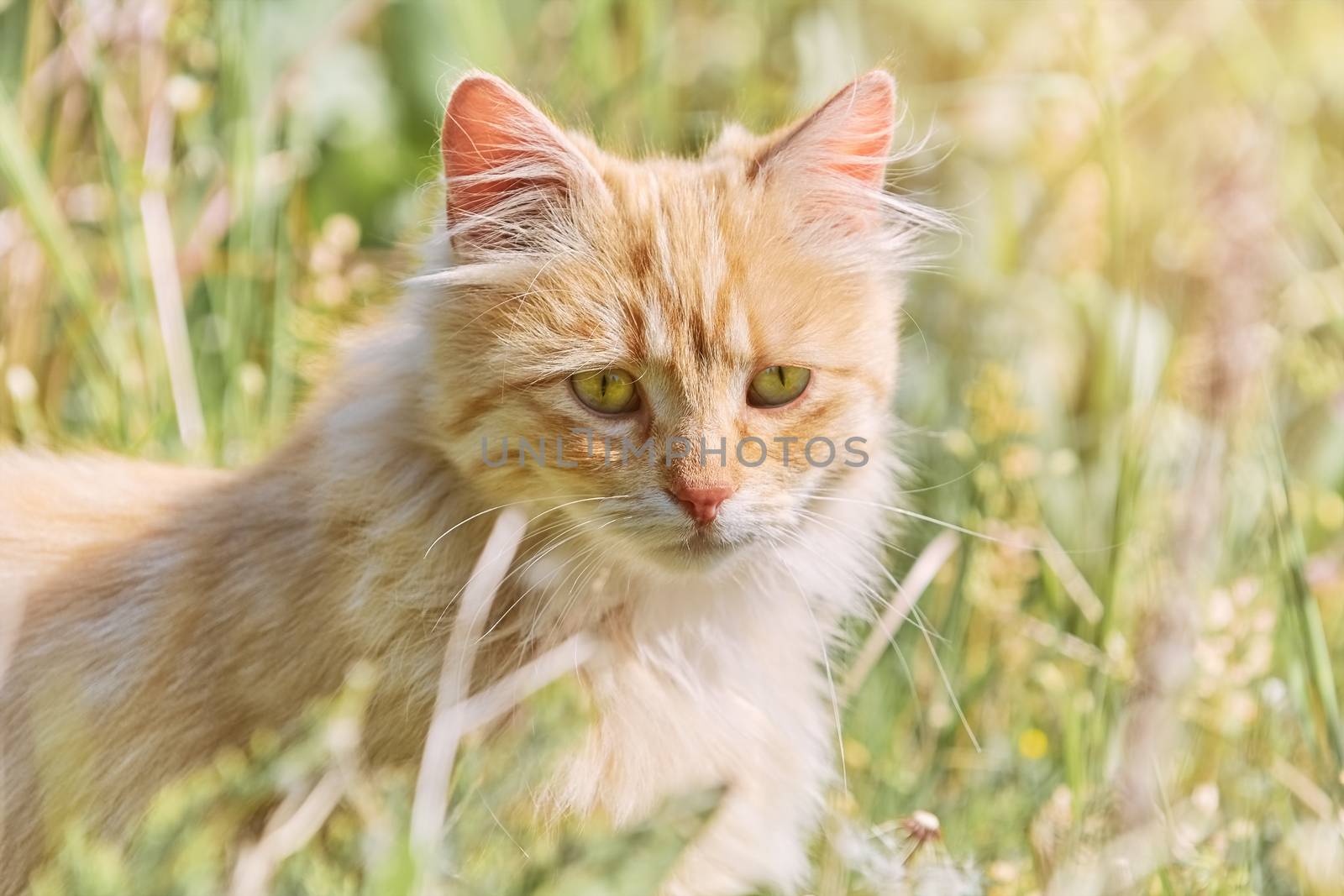 Long-haired Cat Seating in the Green Grass
