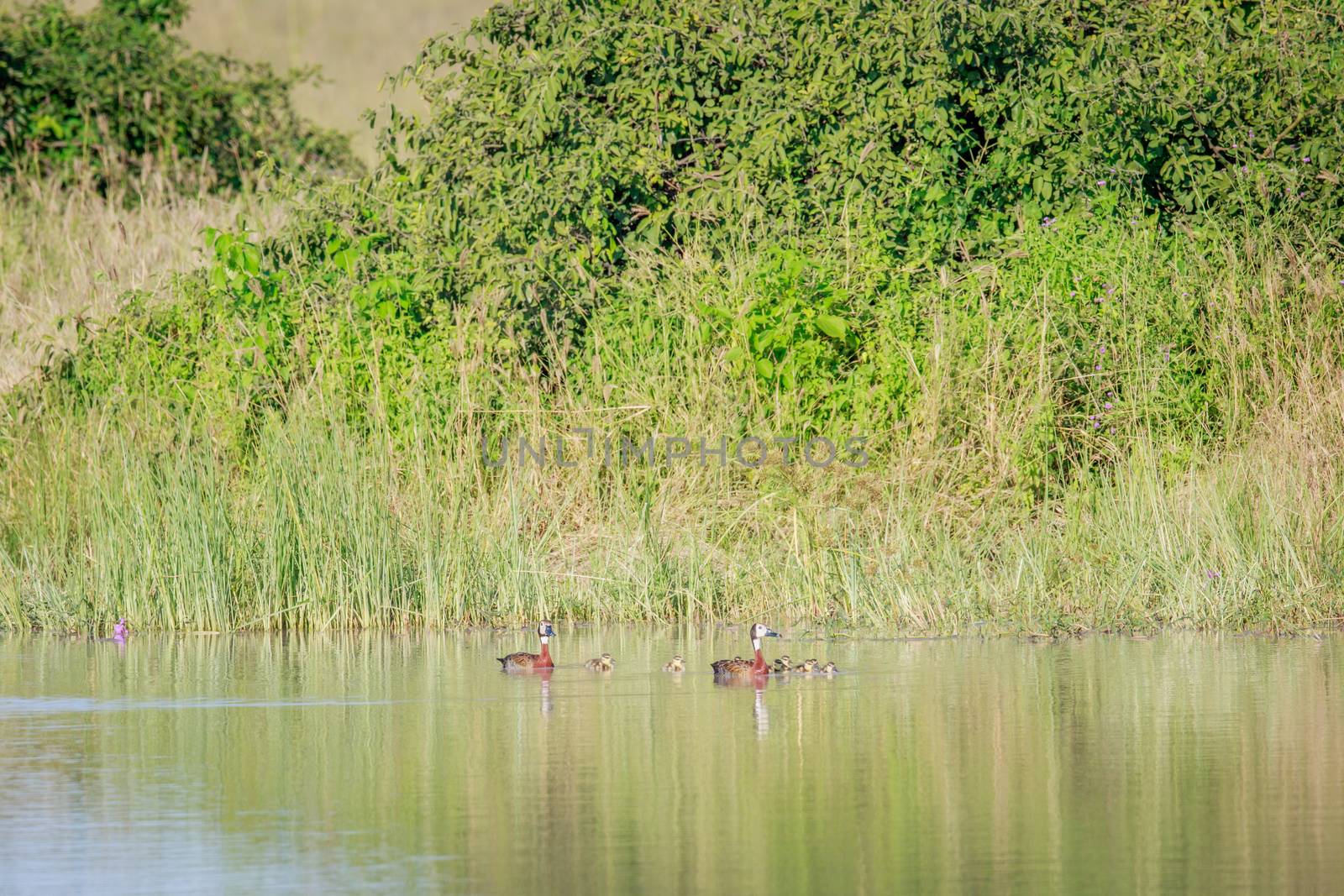 Family of White-faced whistling ducks in the Okavango delta, Botswana.