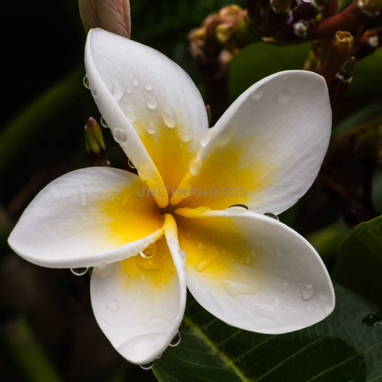 Macro image of Frangipani flower