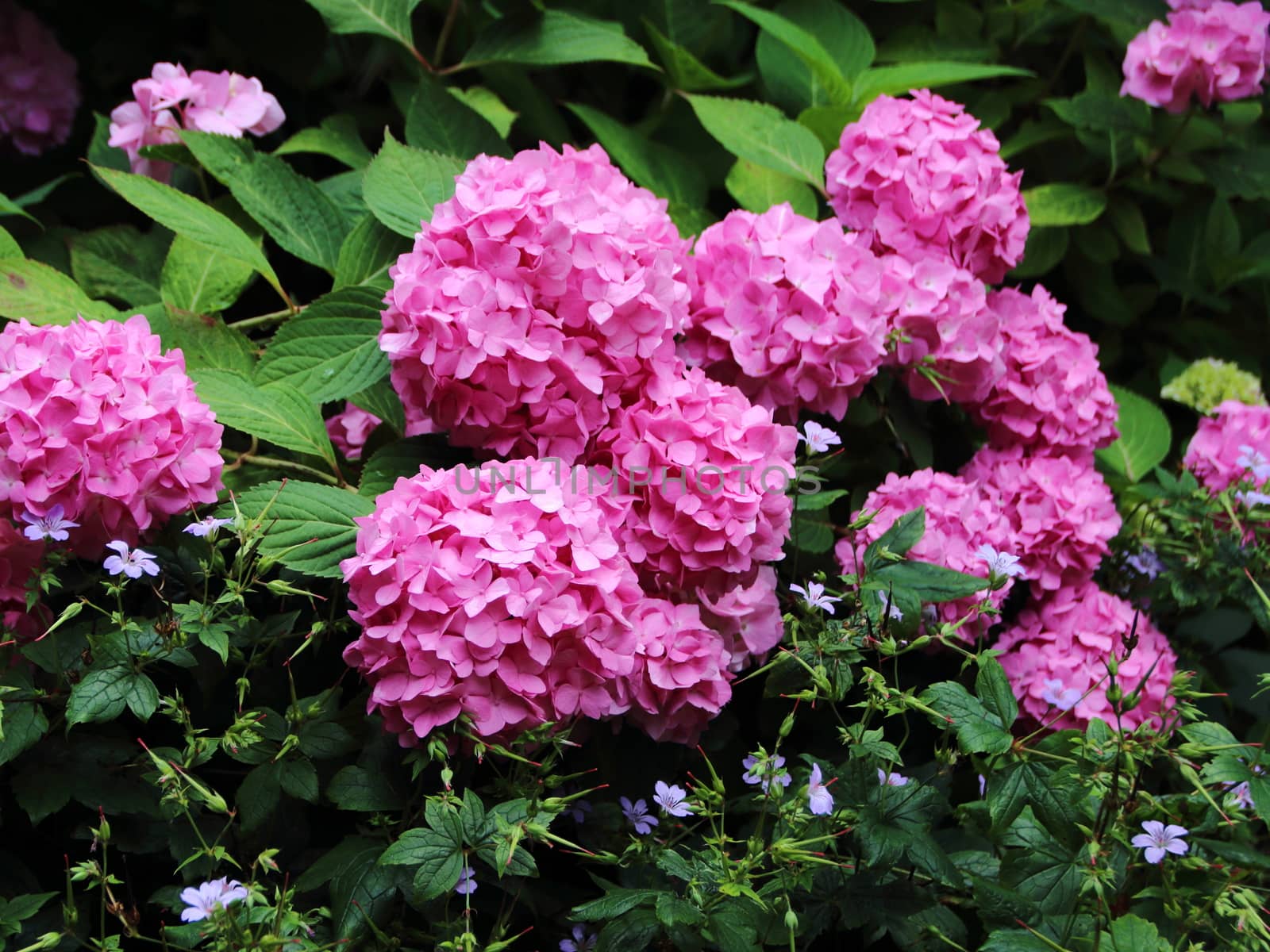 Flower Bed with Purple Chrysanthemum in Green Garden