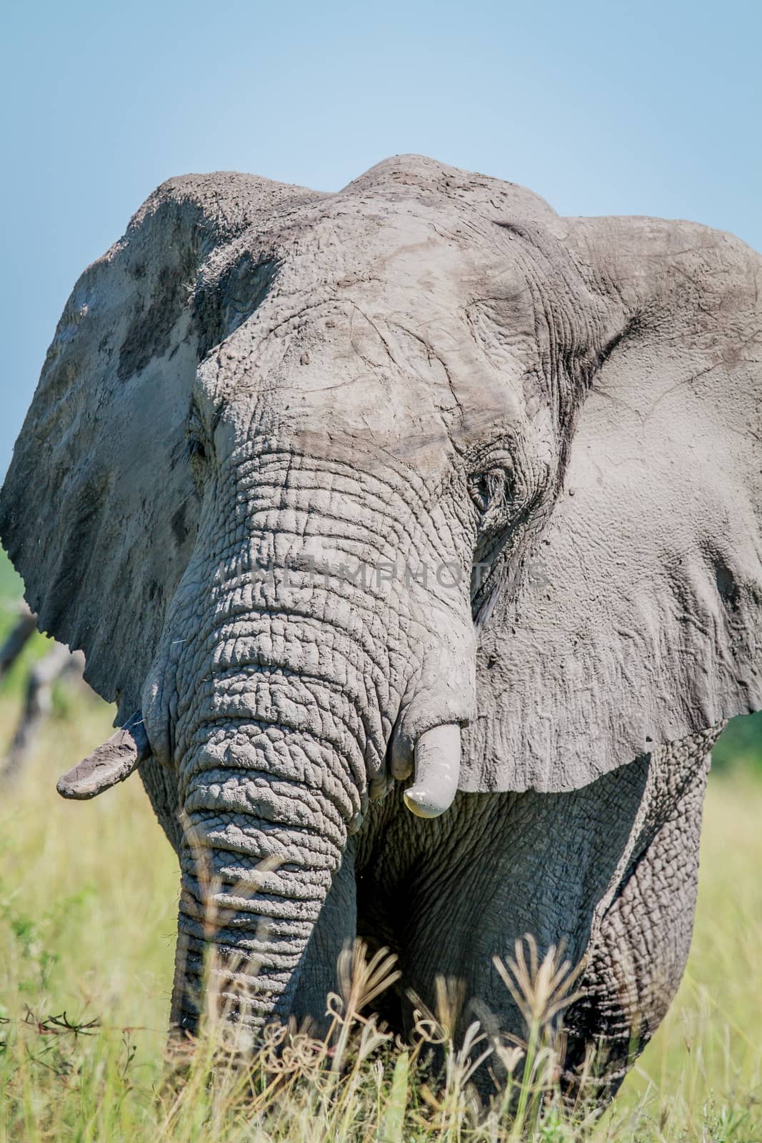 Elephant starring at the camera in the Chobe National Park, Botswana.