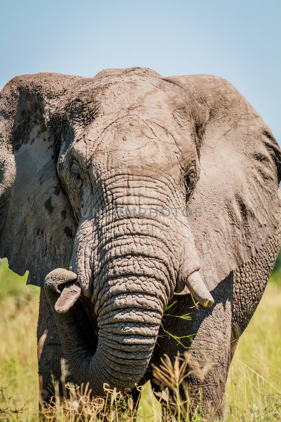 Elephant starring at the camera in the Chobe National Park, Botswana.