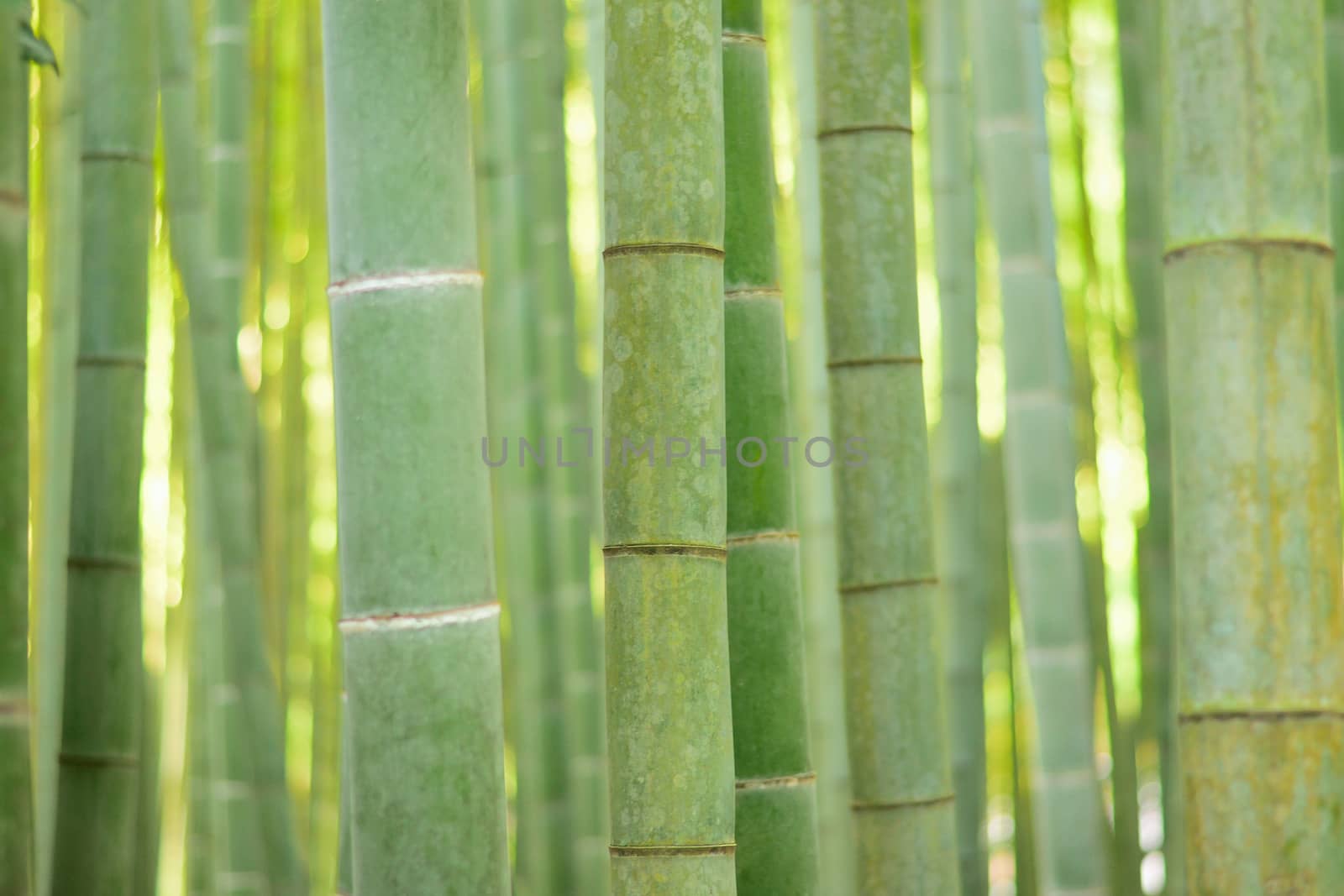 Lush green Japanese Bamboo forests background by shubhashish
