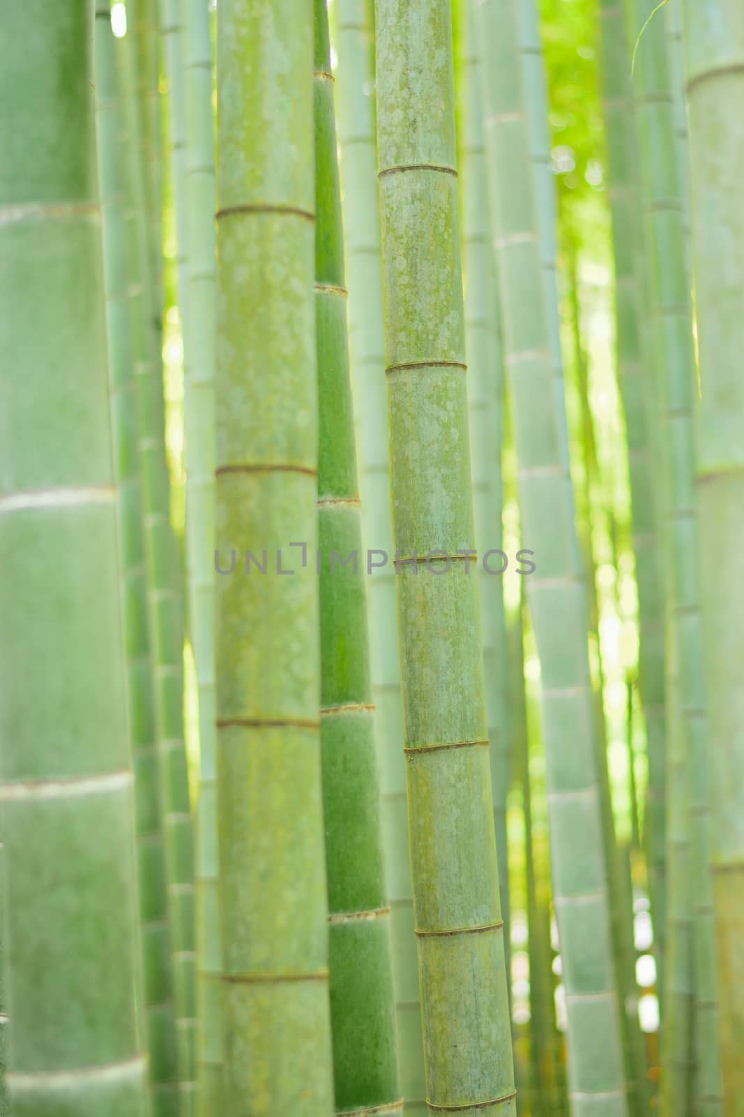 Lush green Japanese Bamboo forests background in vertical frame