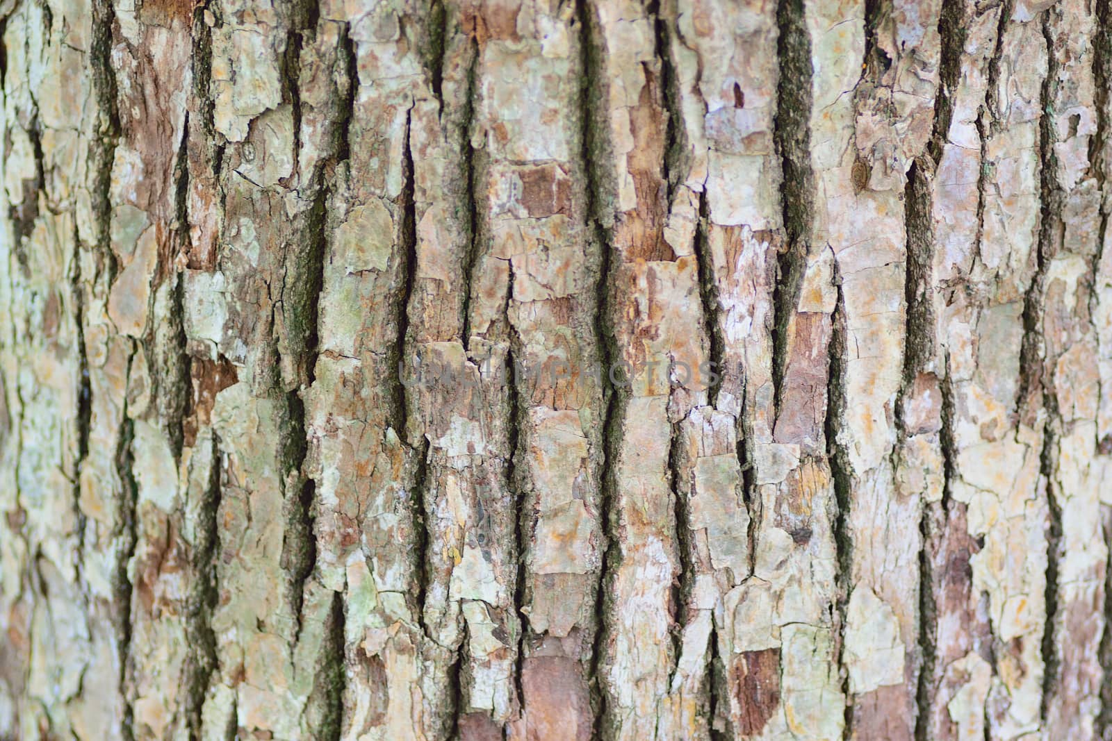 Texture of old wooden tree trunk in horizontal frame