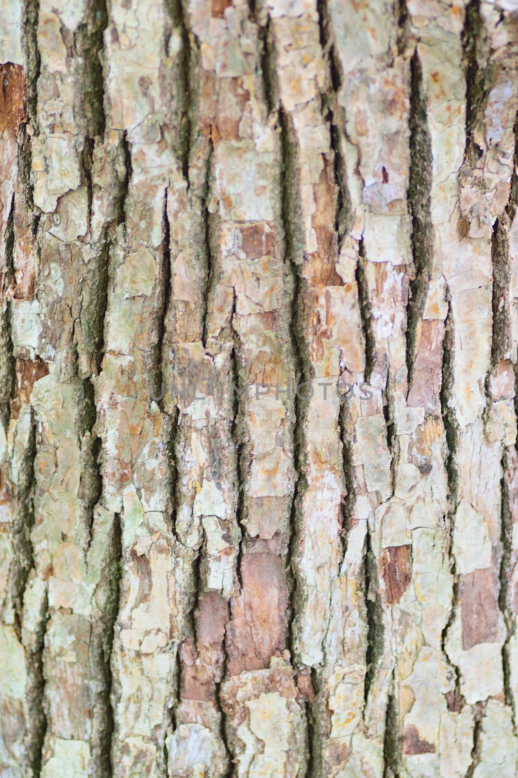 Texture of old wooden tree trunk in vertical frame