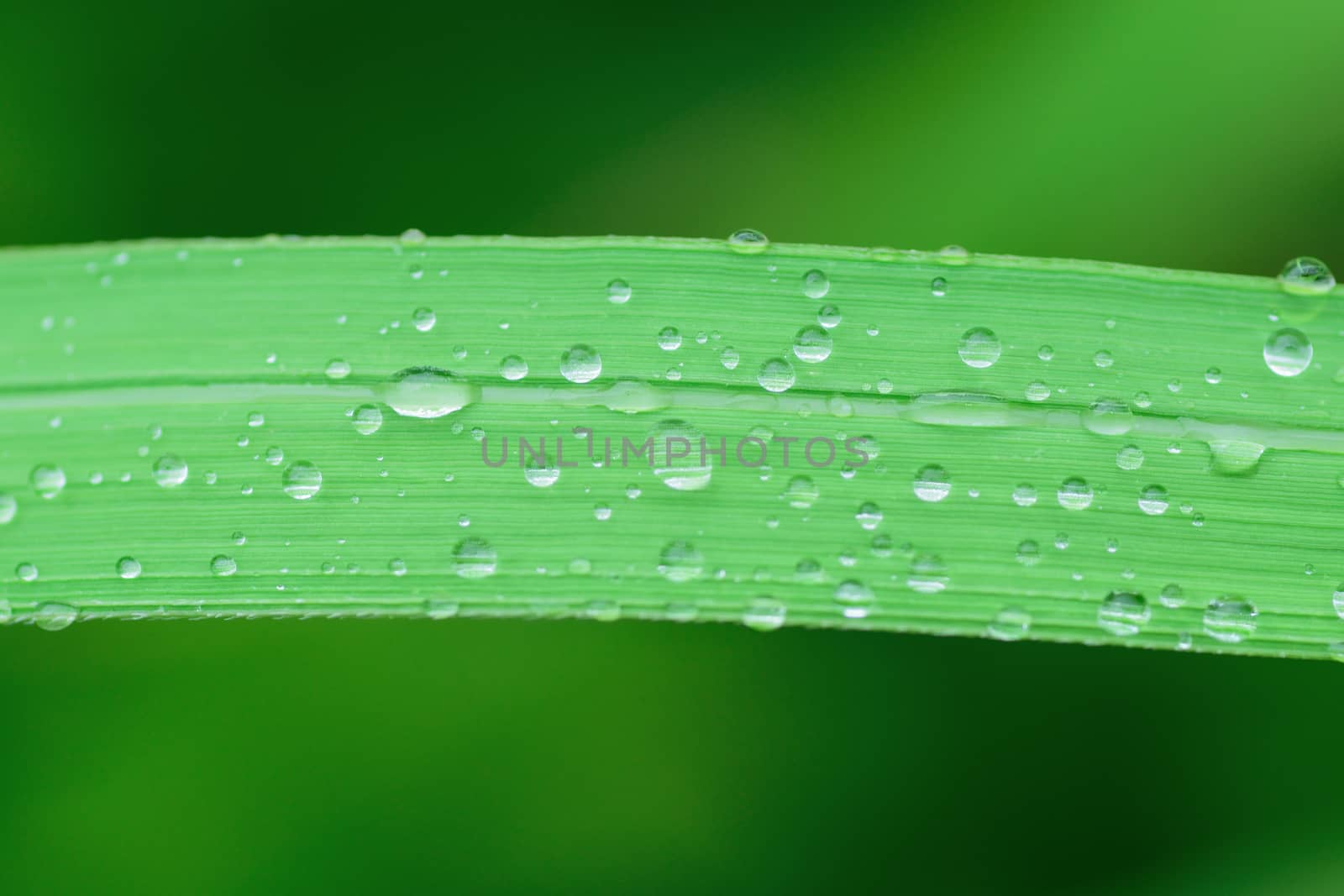 Macro texture of rain water droplets on green grass in vertical frame