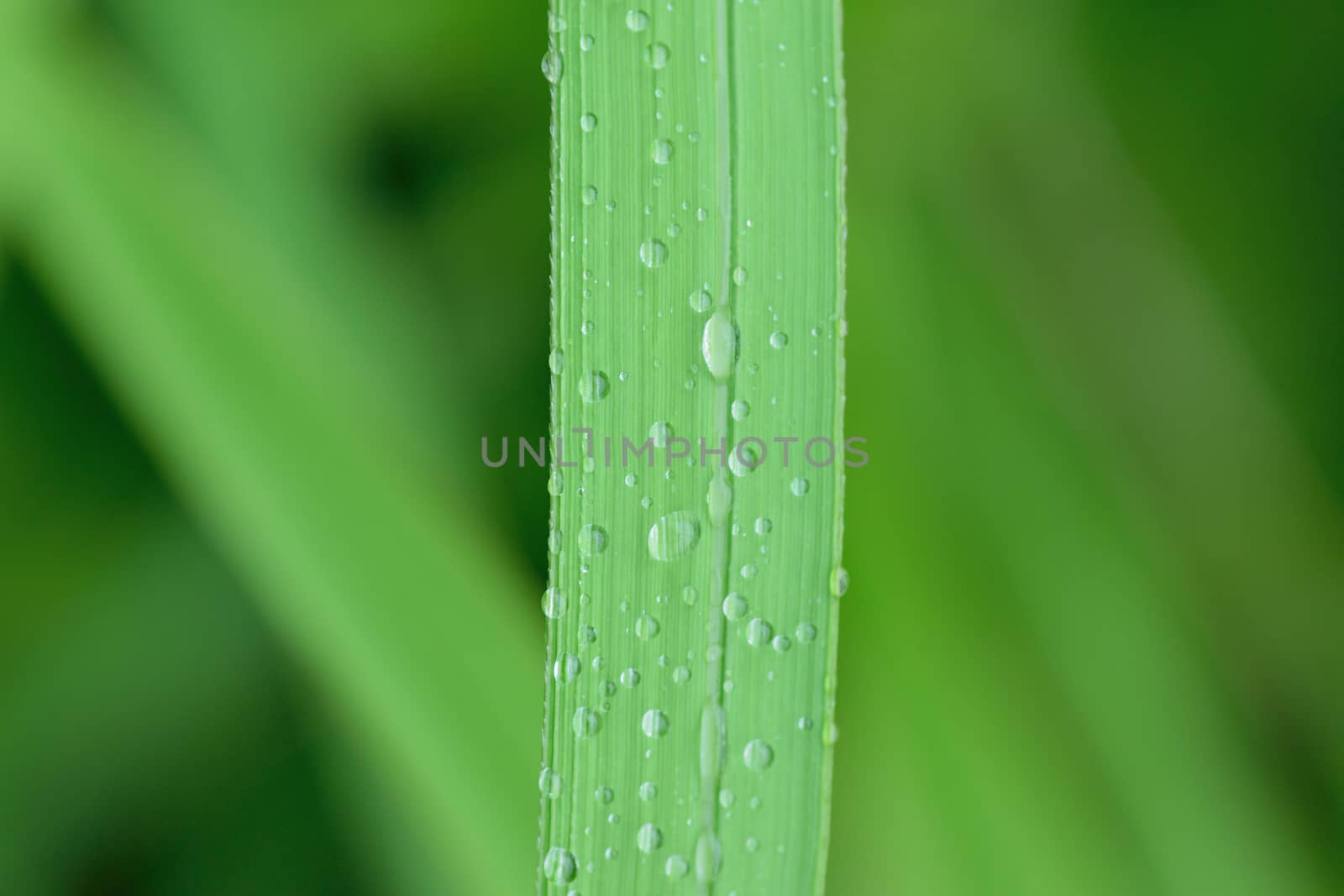 Macro texture of rain water droplets on green grass in horizontal frame