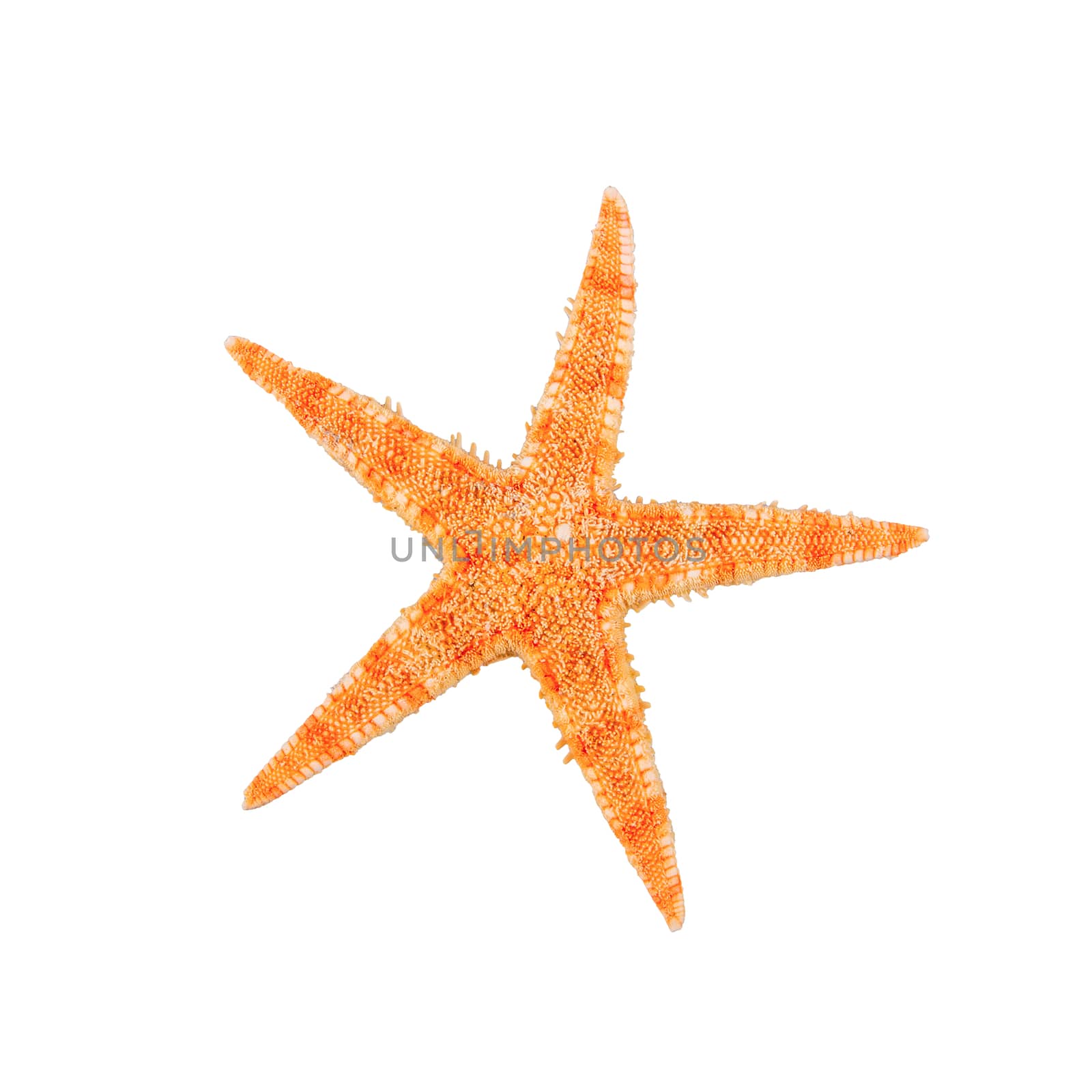 Sea starfish on a white background by neryx