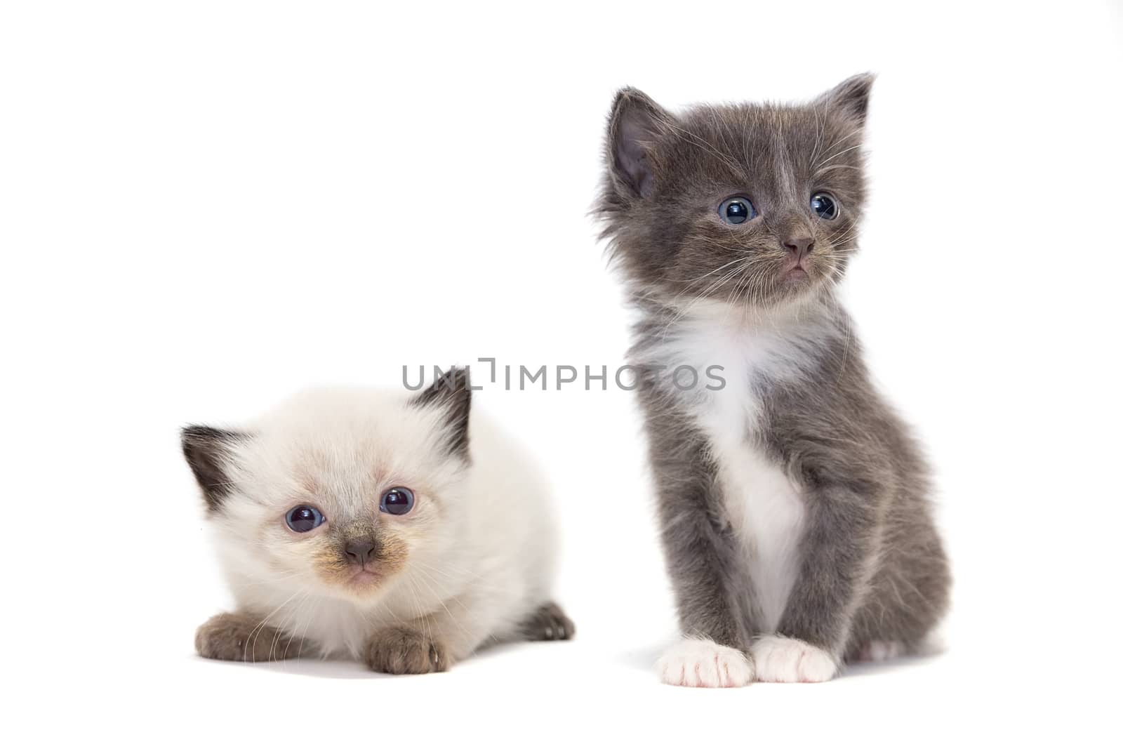 Gray and white kitten on white background by AlexBush