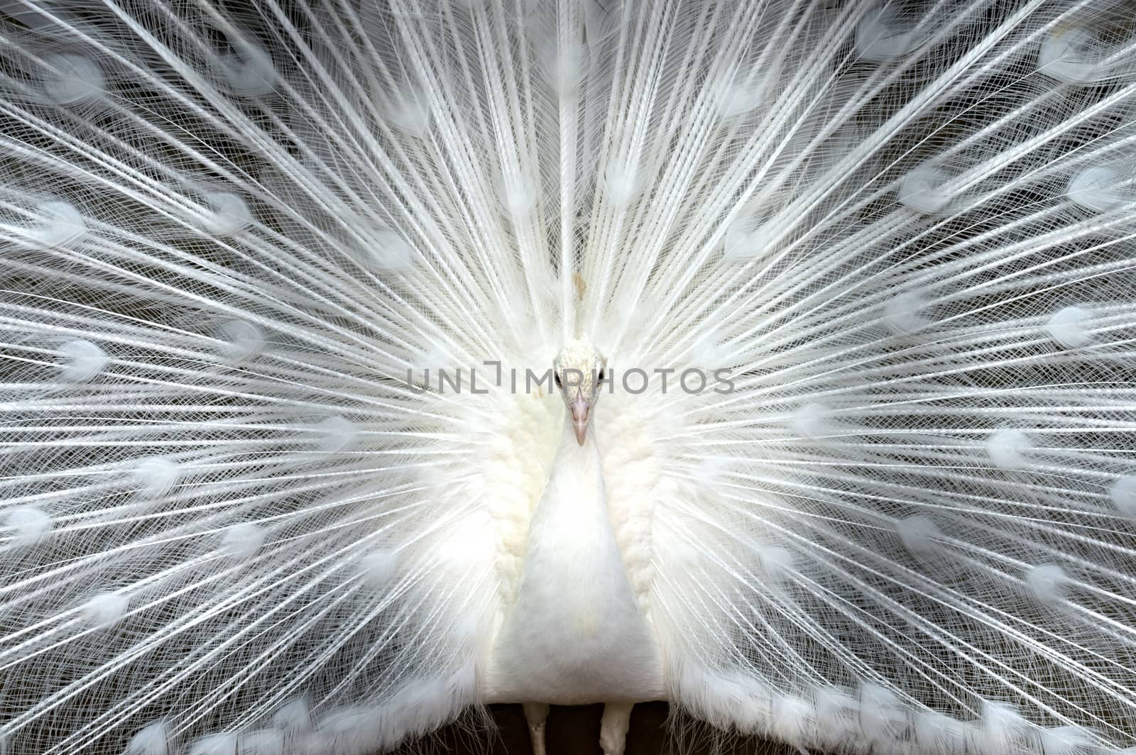 white peacock shows its tail close-up