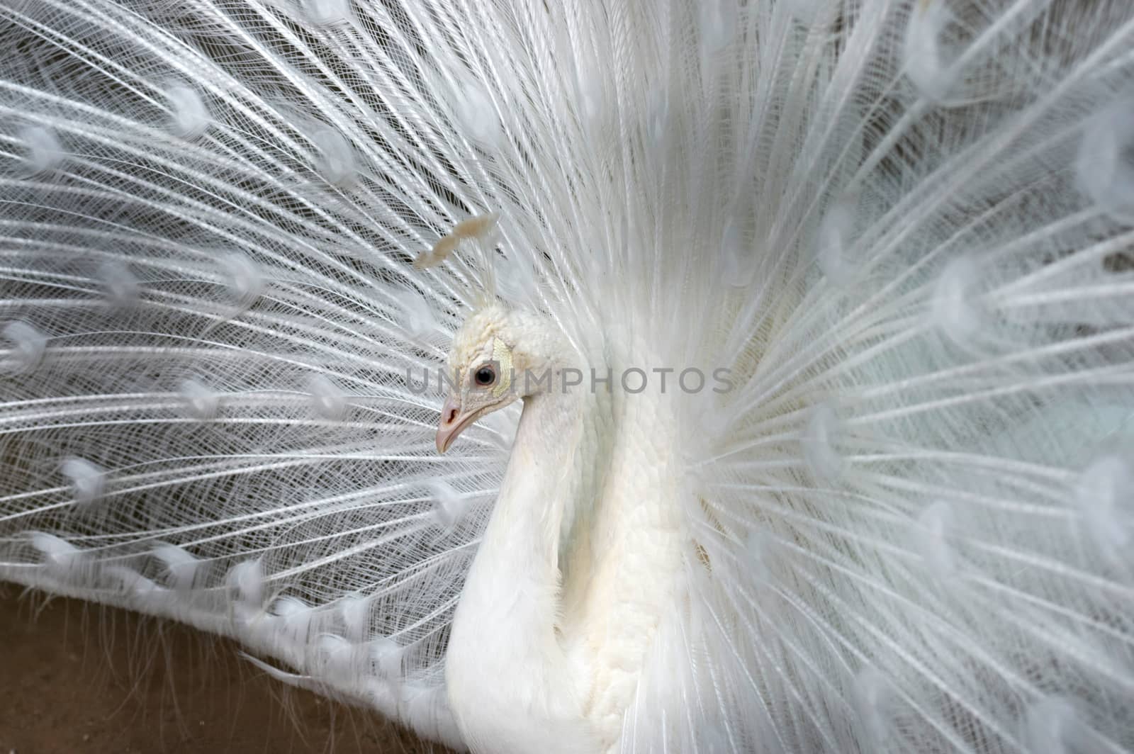 White peacock close-up by vizland