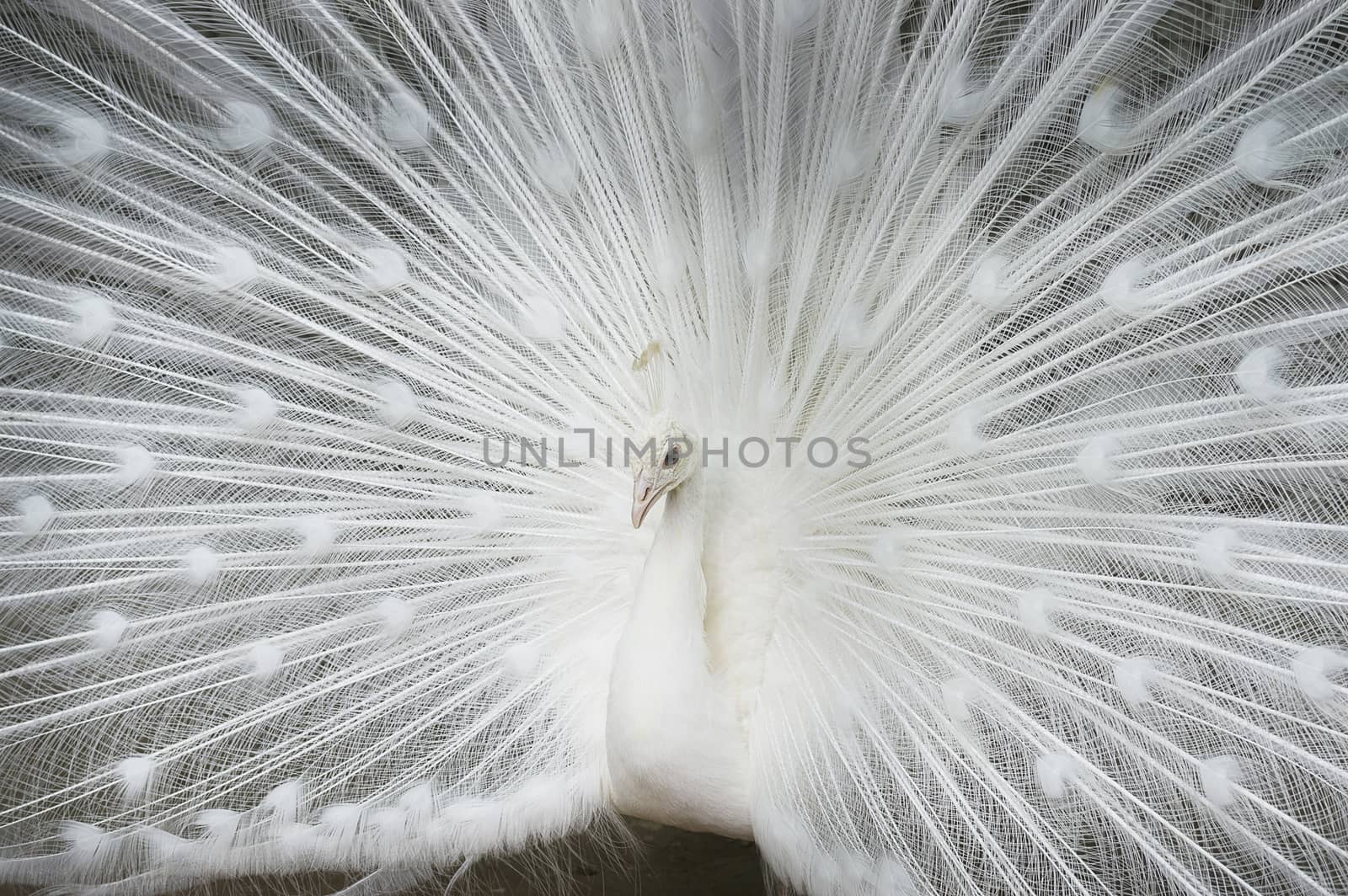 White peacock close-up by vizland