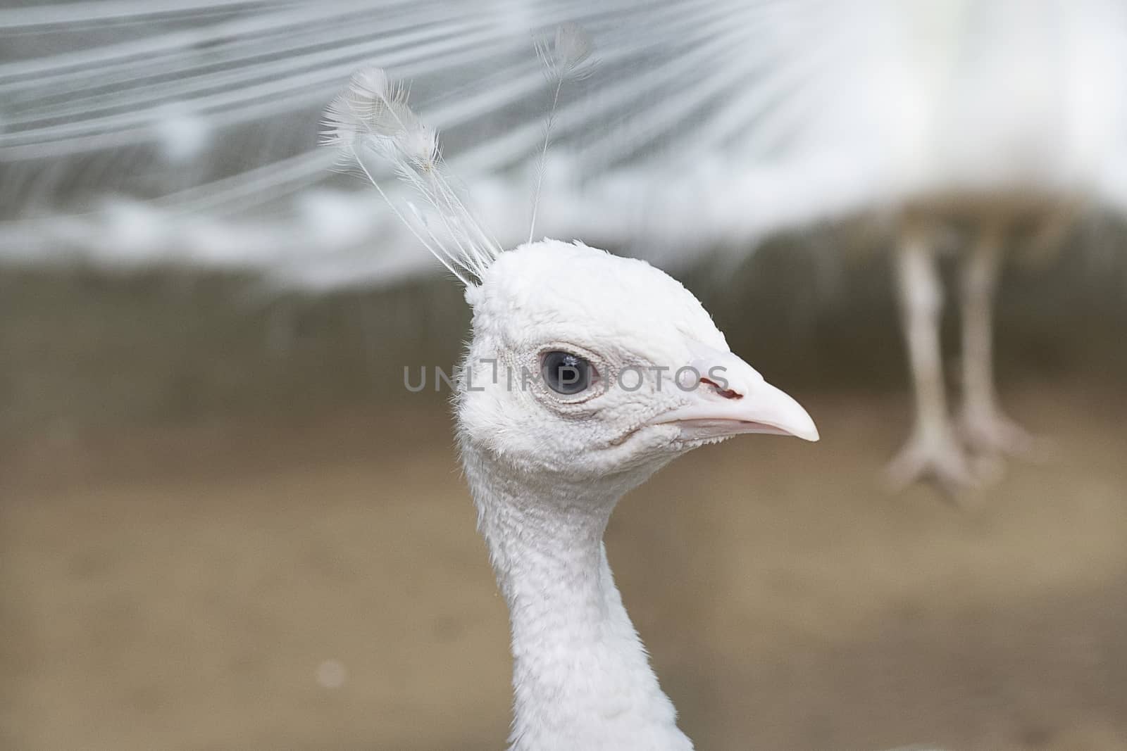 White peacock head close-up