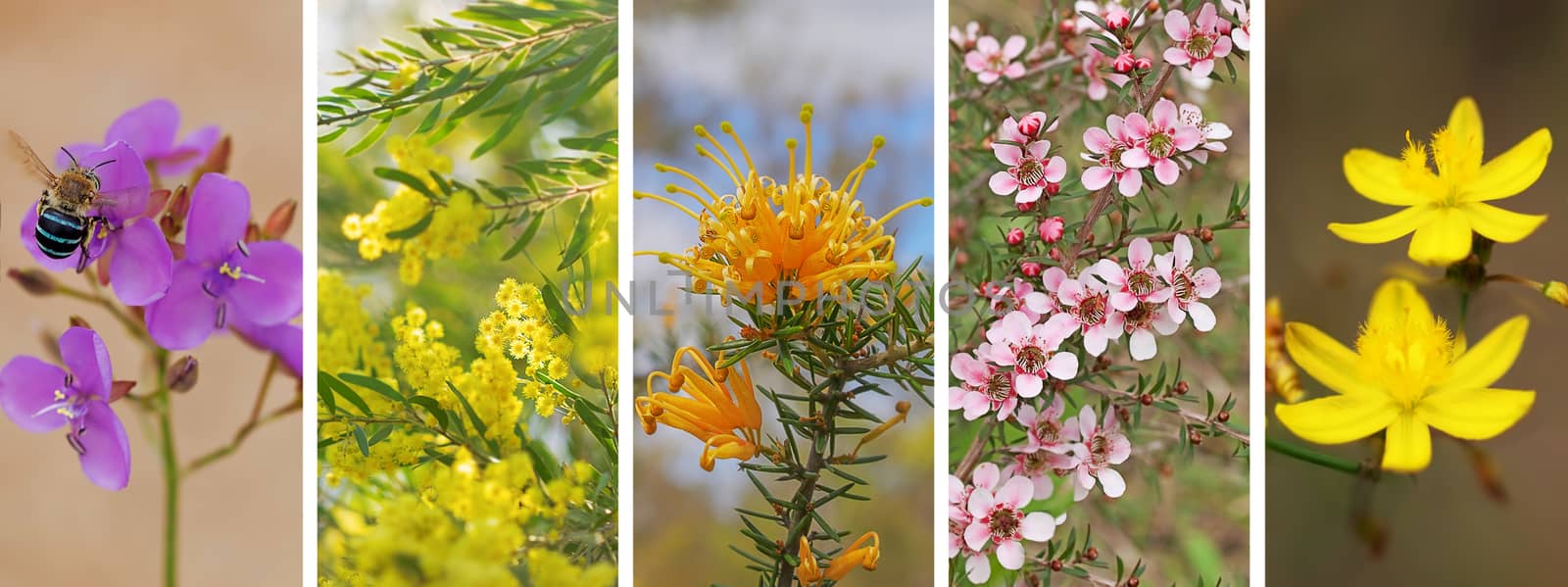 Australian banner, panorama set of Australian native wildflowers