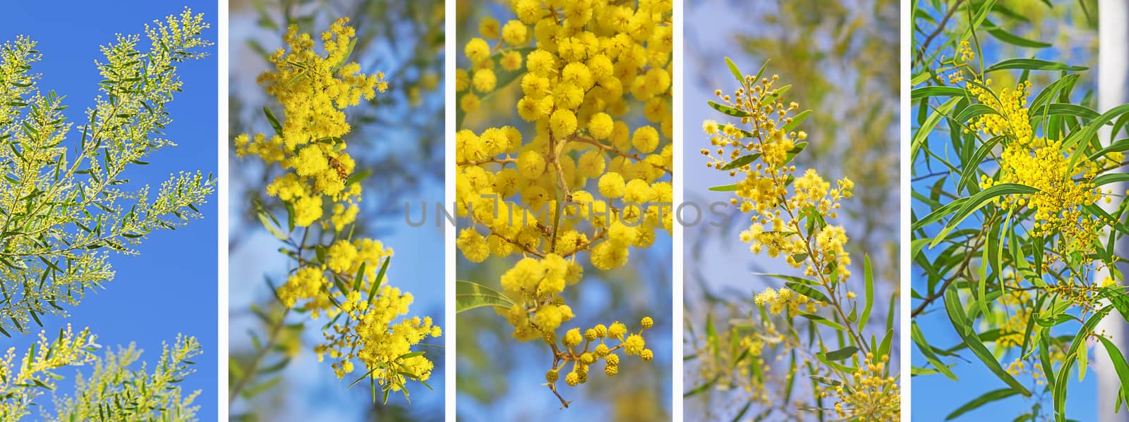 Panoramic banner background of Australian golden wattle Acacia against blue sky