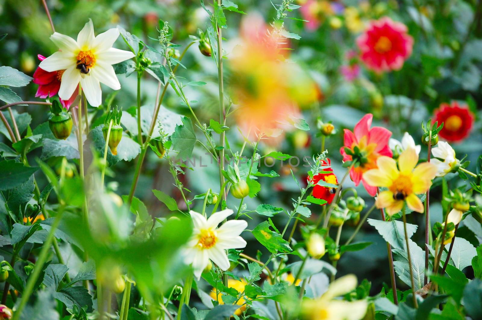 Colorful flowers on a summer lawn closeup