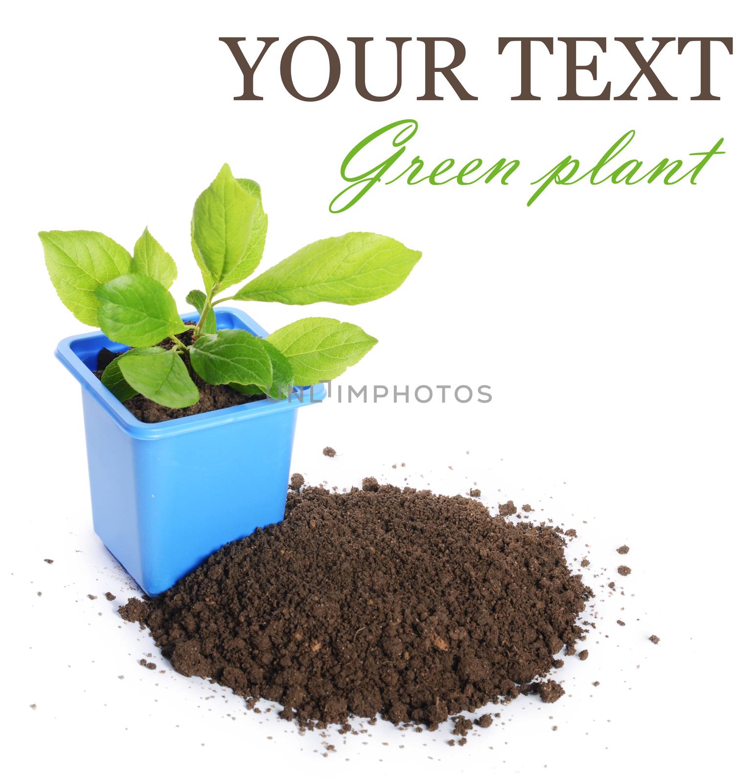 Green plant in a flower pot isolated